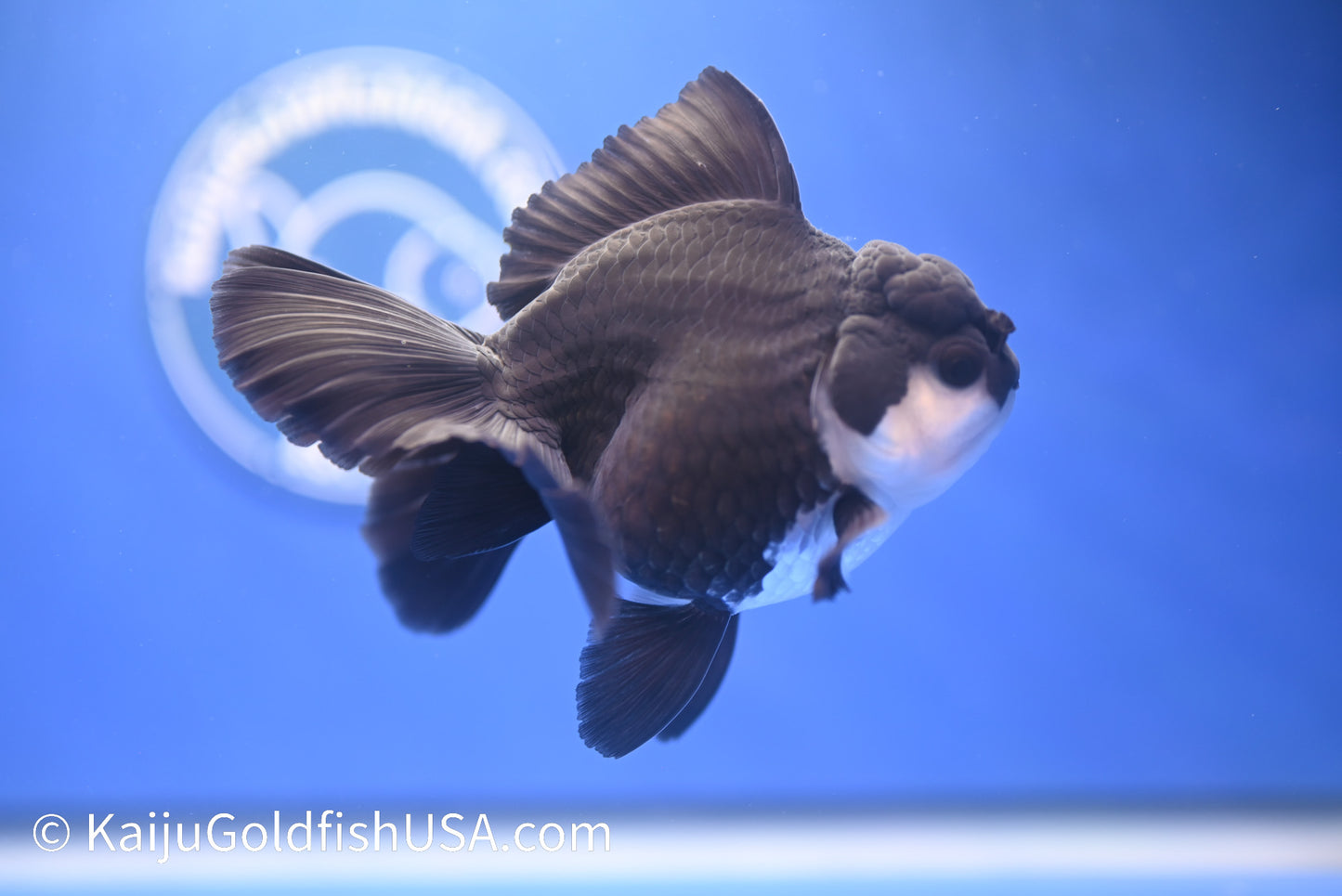 Monster Style Panda Oranda 4.5 - 5 inches (1215_OR11) - Kaiju Goldfish USA