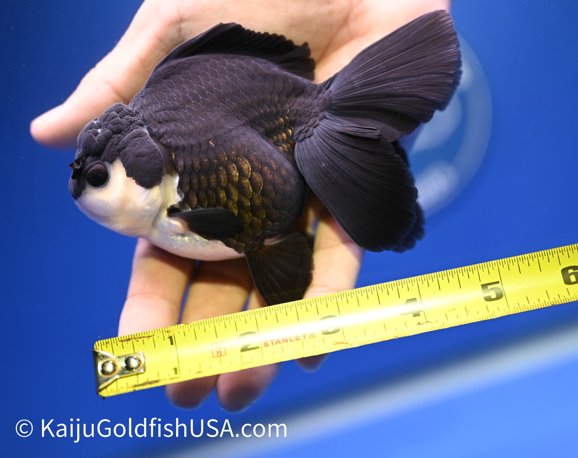 Monster Style Panda Oranda 4.5 - 5 inches (1215_OR11) - Kaiju Goldfish USA