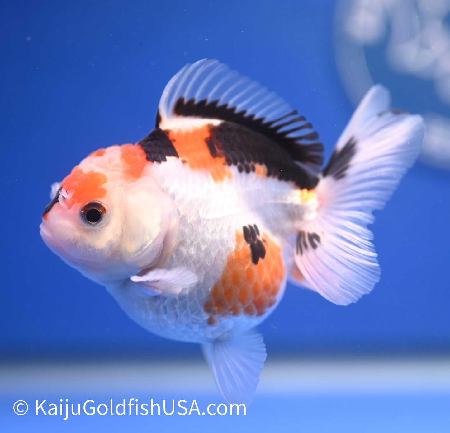 Tricolor Oranda 3-3.5 inches (1215_OR12) - Kaiju Goldfish USA