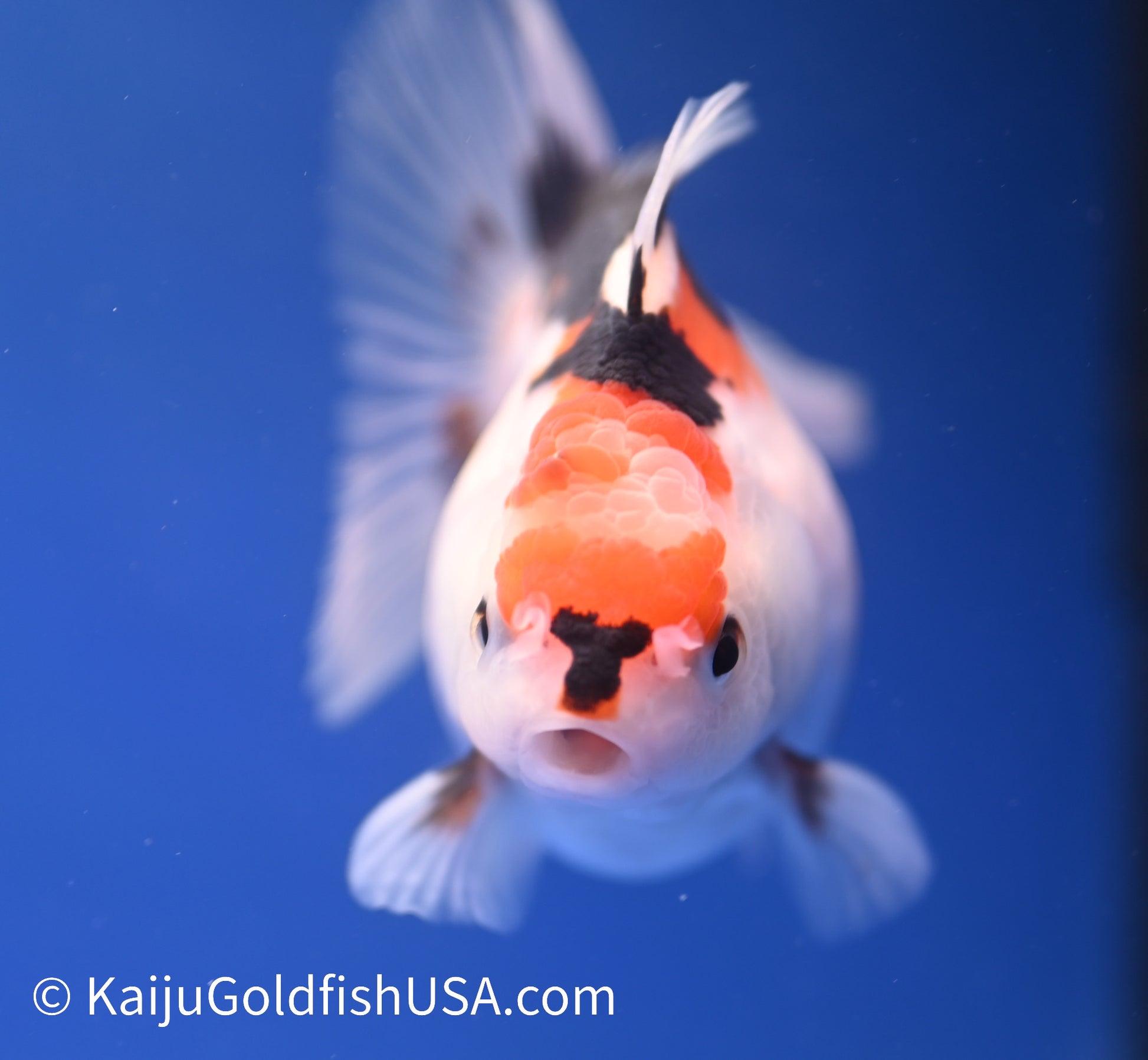 Tricolor Oranda 3-3.5 inches (1215_OR12) - Kaiju Goldfish USA