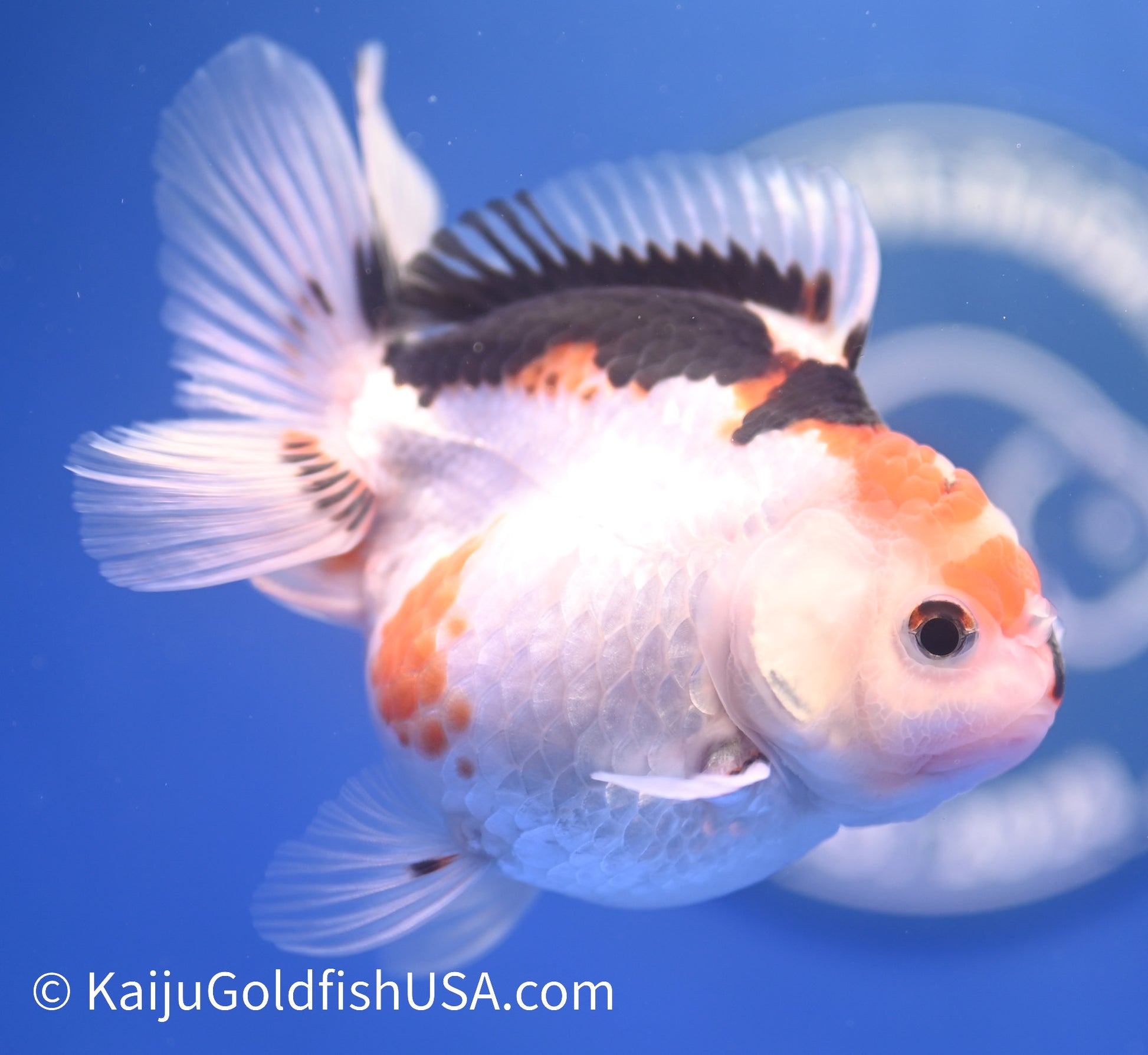 Tricolor Oranda 3-3.5 inches (1215_OR12) - Kaiju Goldfish USA