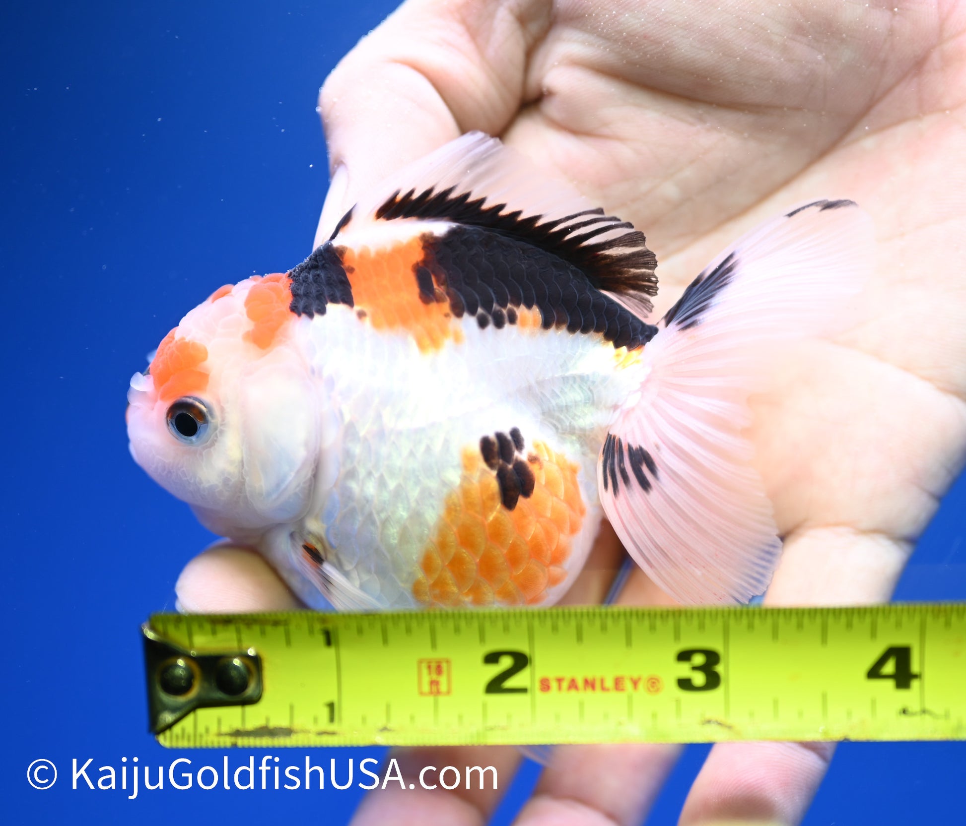 Tricolor Oranda 3-3.5 inches (1215_OR12) - Kaiju Goldfish USA