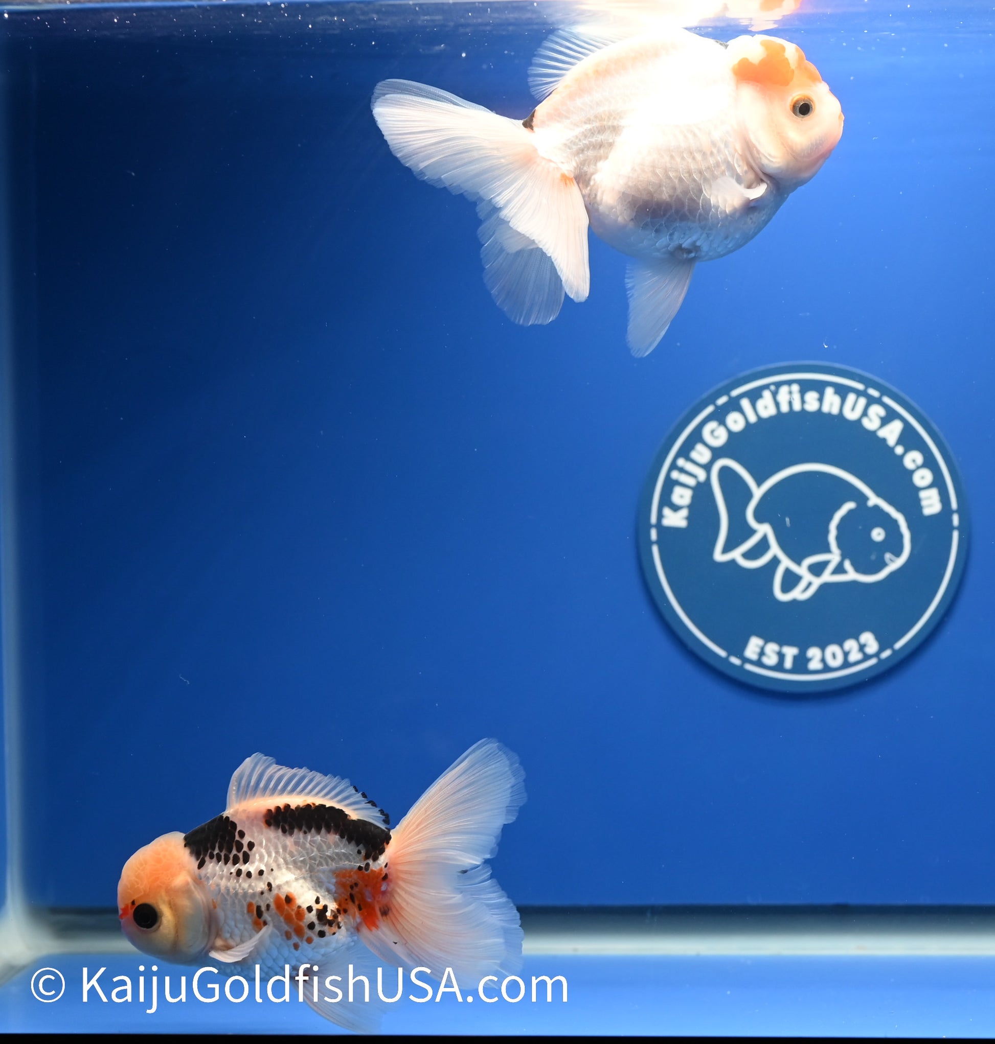 2 Pack Panda/Tricolor Oranda 3.5 - 4.5 inches (1215_OR13) - Kaiju Goldfish USA