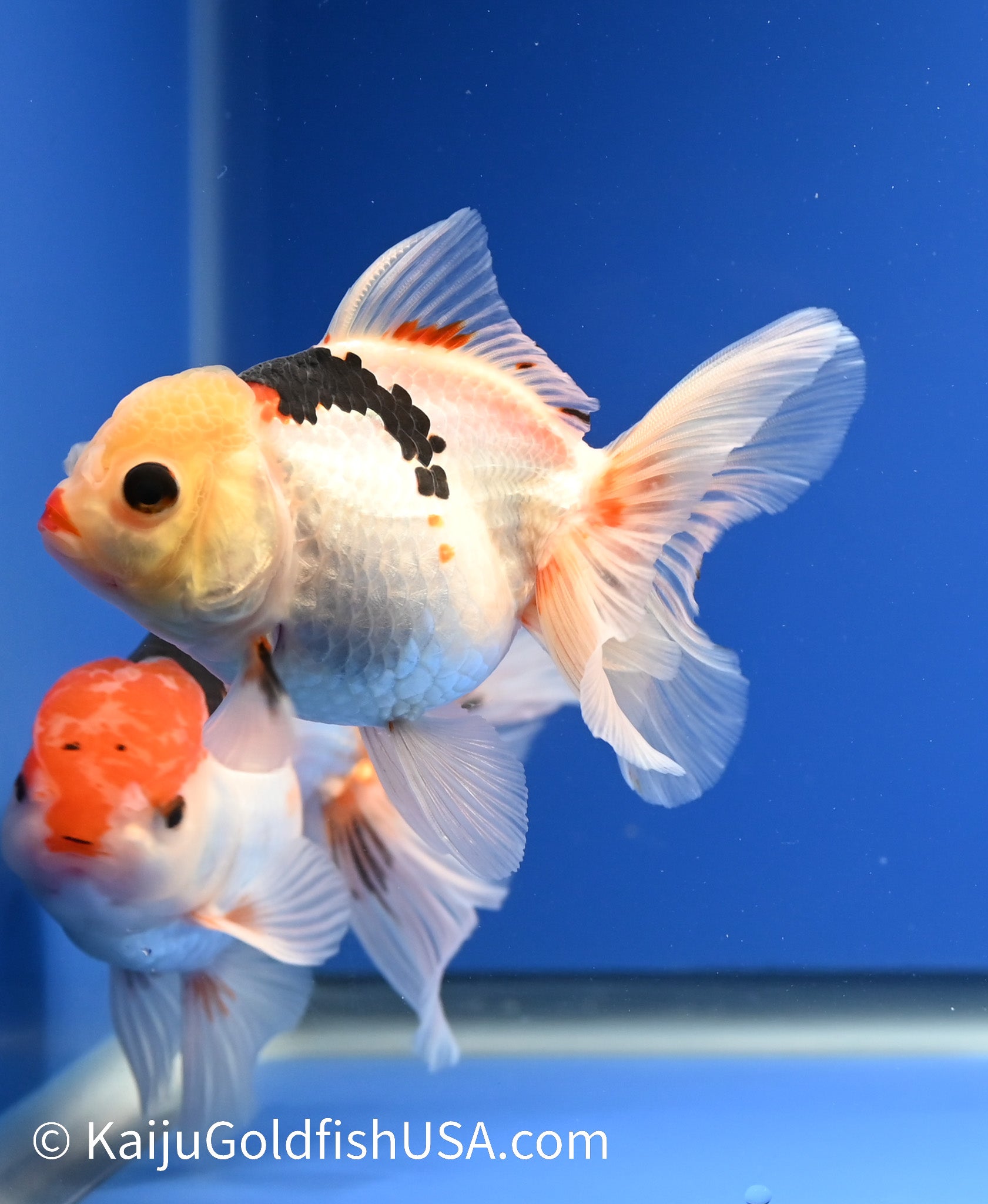 Tricolor Oranda | Tricolor Oranda | Kaiju Goldfish USA