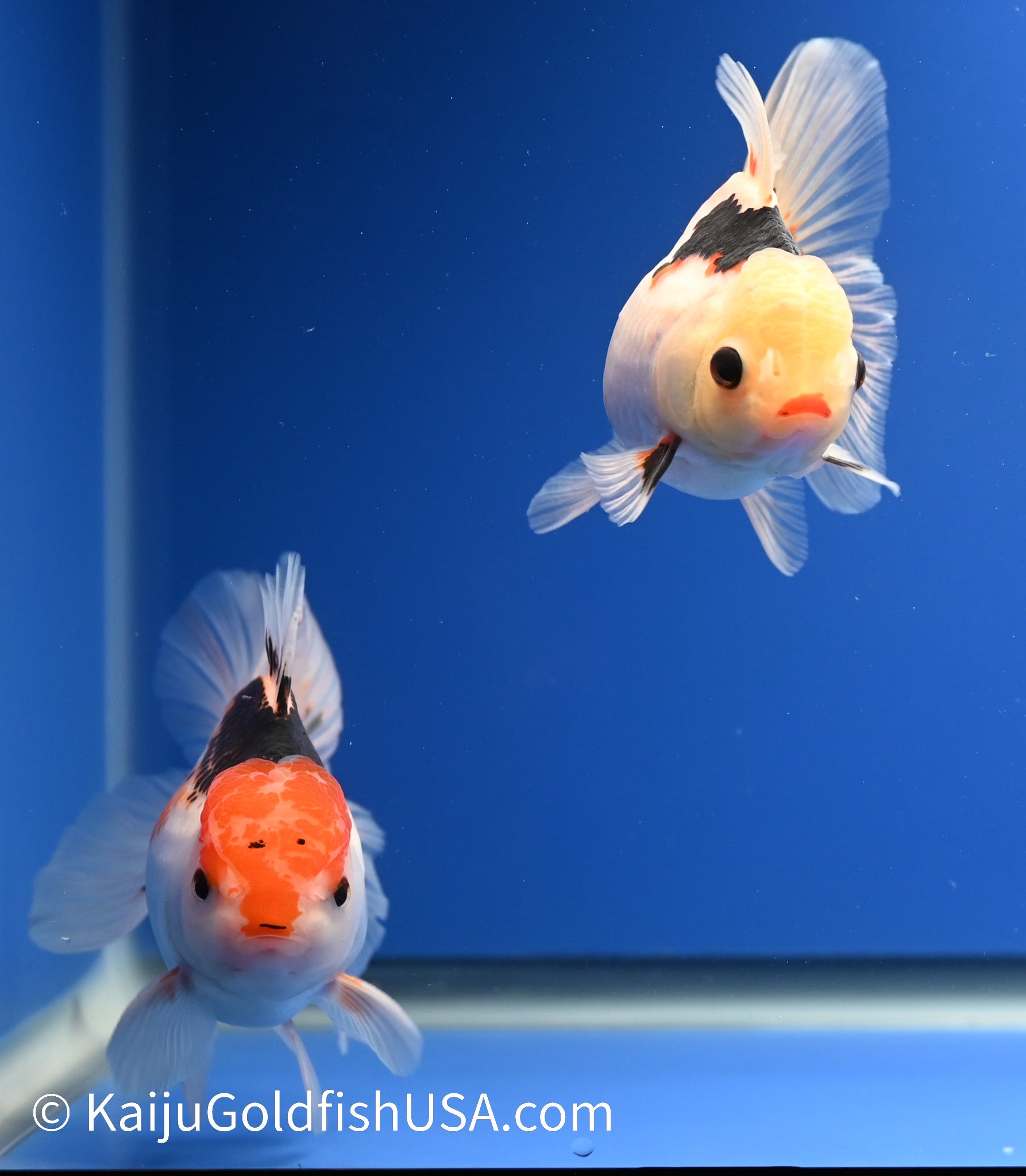 2 Pack Tricolor Oranda 3.5 - 4.5 inches (1215_OR14) - Kaiju Goldfish USA