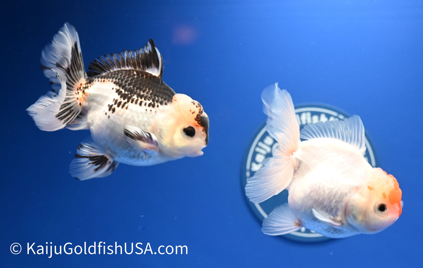 2 Pack Panda/Tricolor Oranda 3.5 - 4.5 inches (1215_OR15) - Kaiju Goldfish USA