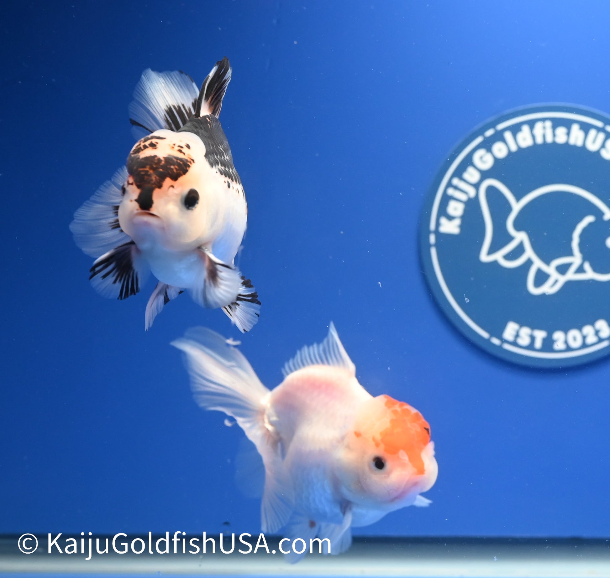 2 Pack Panda/Tricolor Oranda 3.5 - 4.5 inches (1215_OR15) - Kaiju Goldfish USA