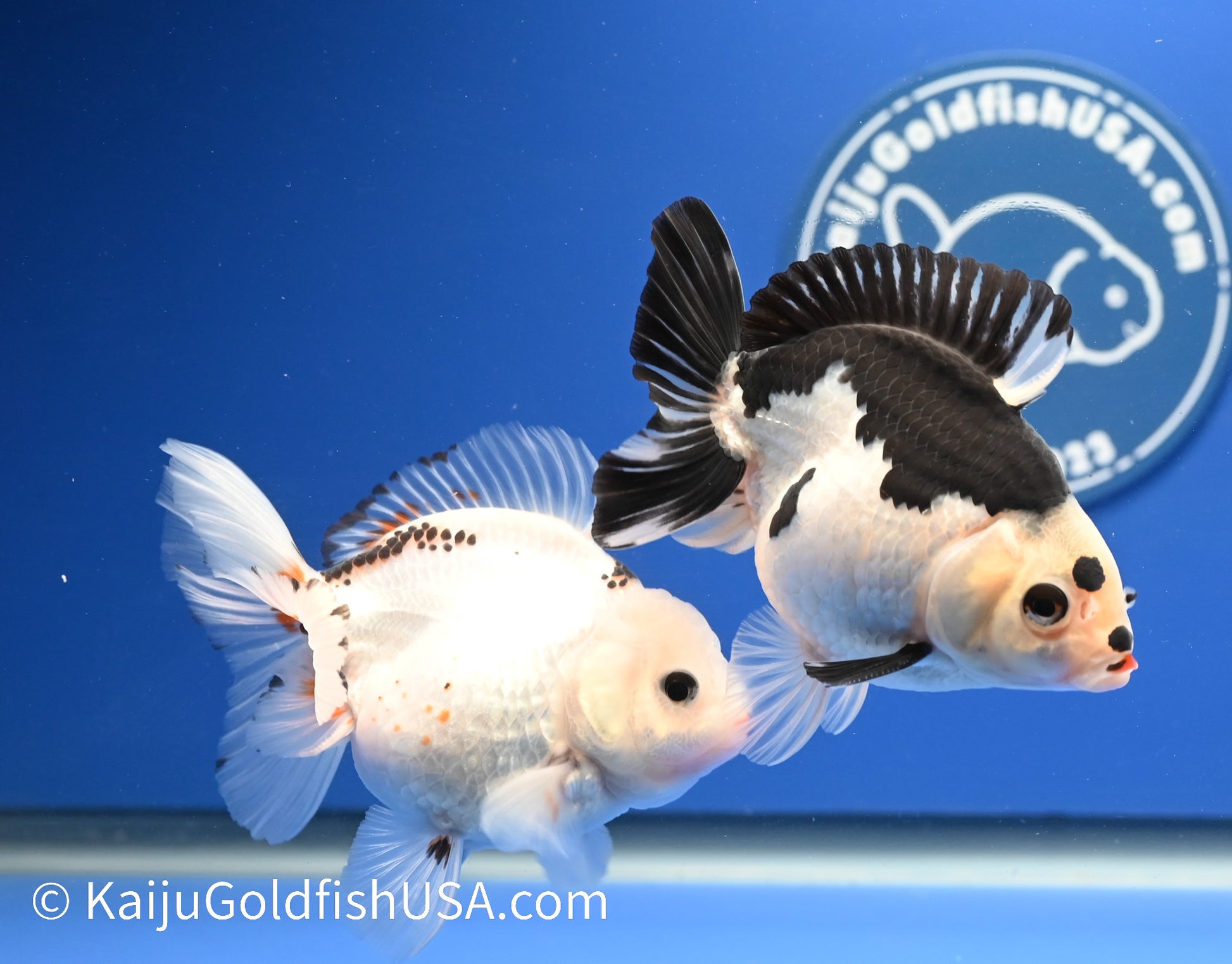 2 Pack Panda/Tricolor Oranda 3.5 - 4.5 inches (1215_OR16) - Kaiju Goldfish USA