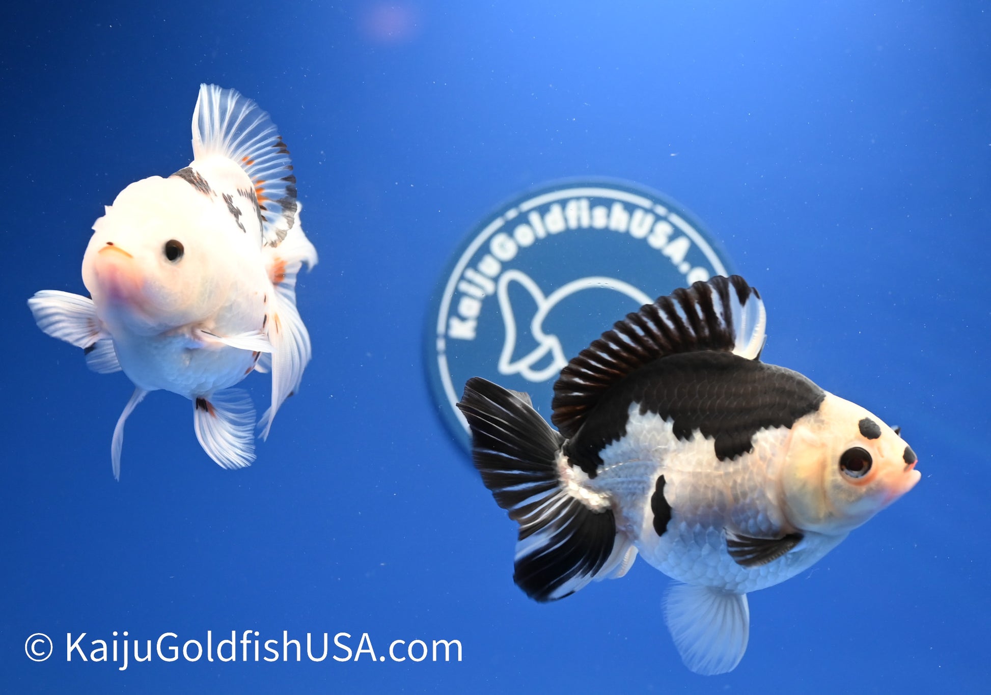 2 Pack Panda/Tricolor Oranda 3.5 - 4.5 inches (1215_OR16) - Kaiju Goldfish USA