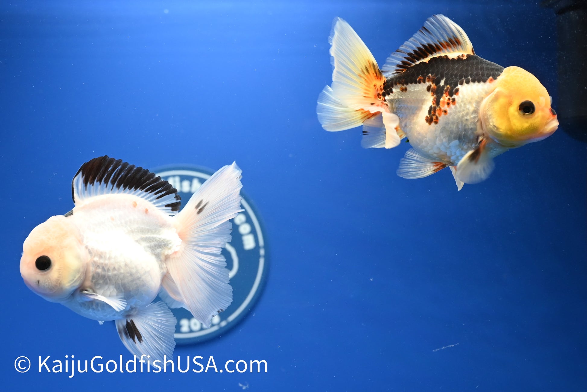 2 Pack Panda/Tricolor Oranda 3.5 - 4.5 inches (1215_OR17) - Kaiju Goldfish USA