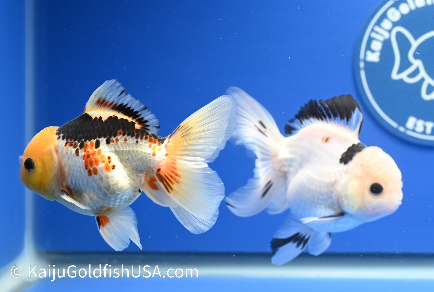 2 Pack Panda/Tricolor Oranda 3.5 - 4.5 inches (1215_OR17) - Kaiju Goldfish USA
