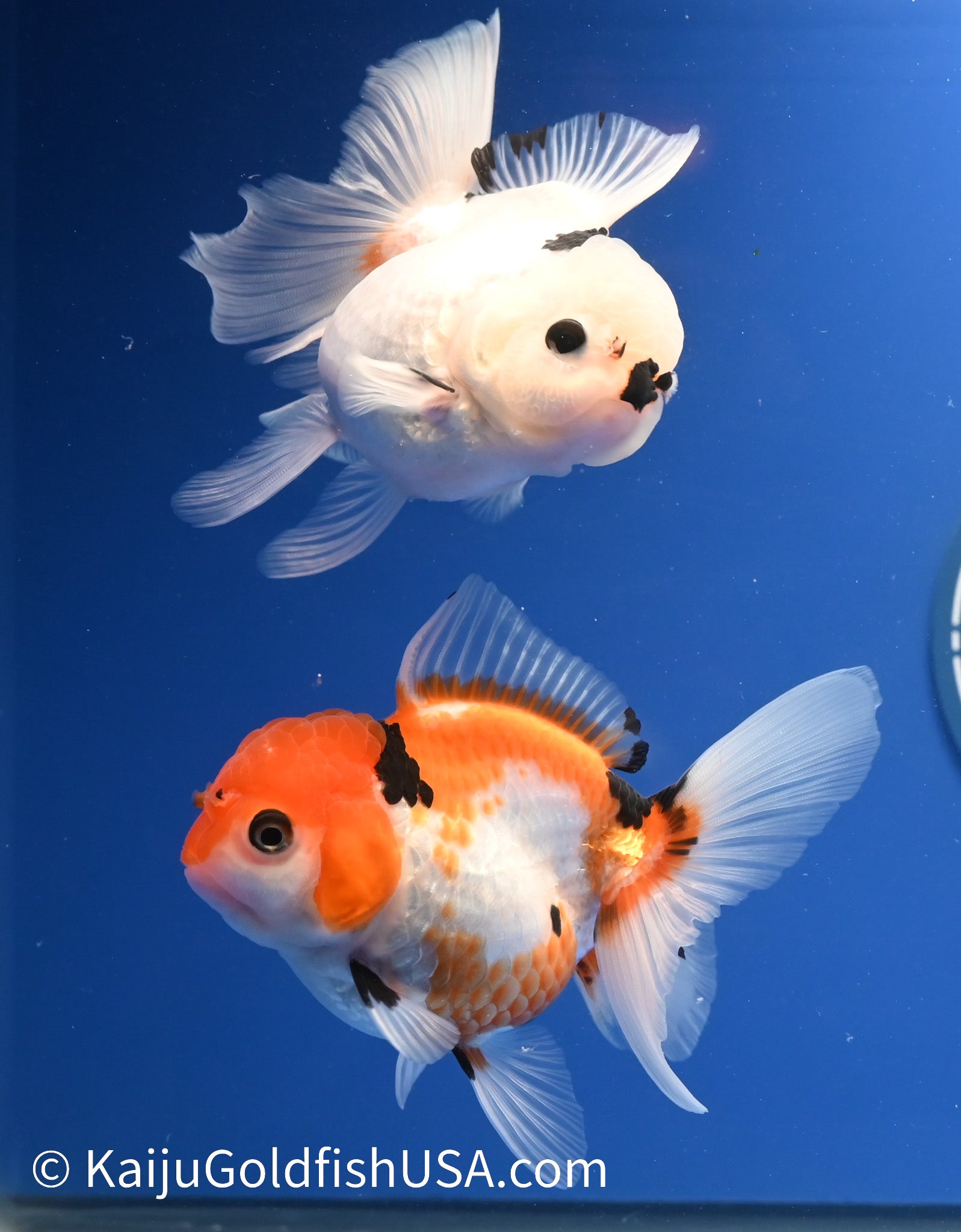 2 Pack Panda/Tricolor Oranda 3.5 - 4.5 inches (1215_OR18) - Kaiju Goldfish USA