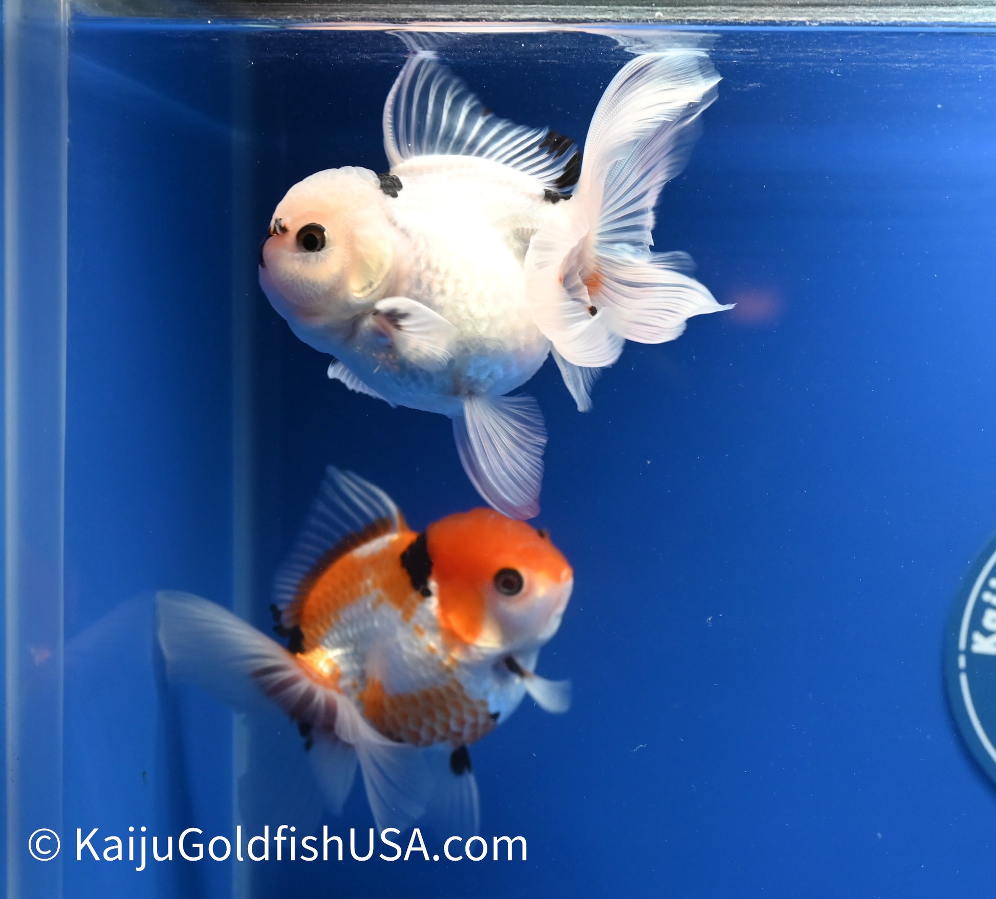 2 Pack Panda/Tricolor Oranda 3.5 - 4.5 inches (1215_OR18) - Kaiju Goldfish USA
