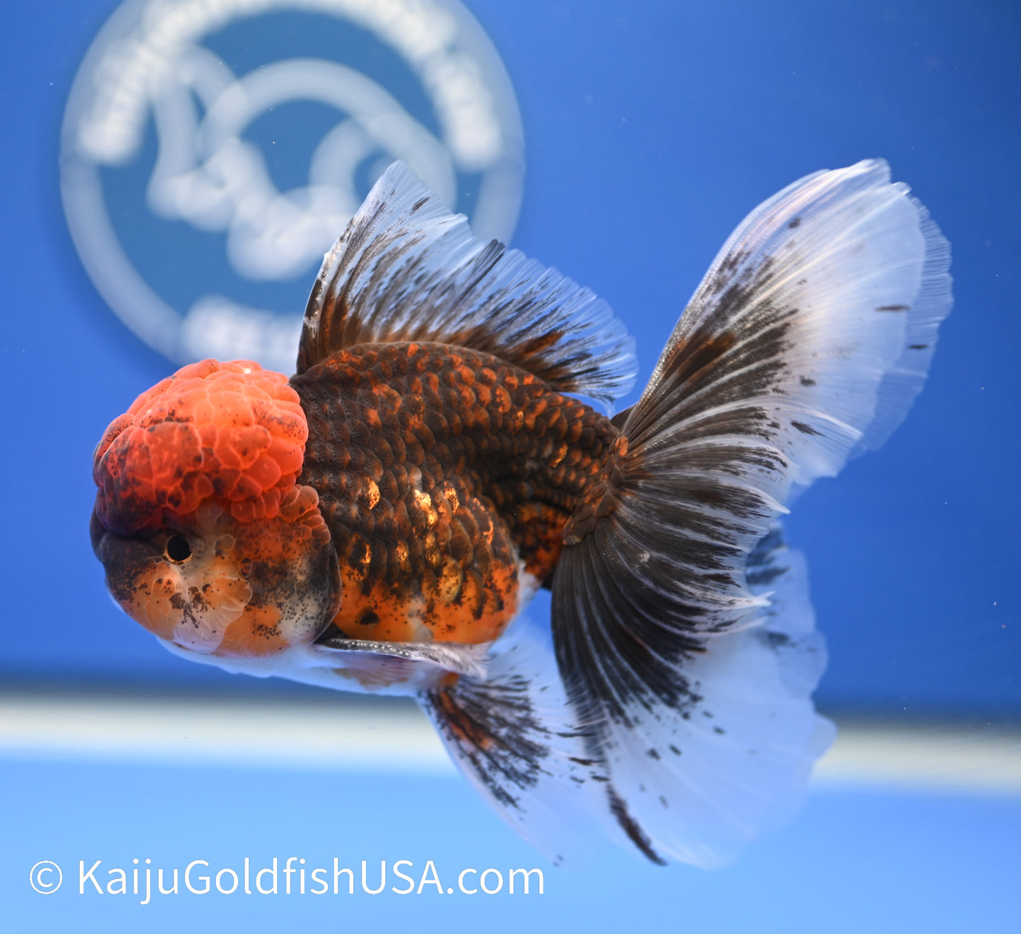 Tiger Rose Tail Oranda 4.5 - 5 inches (1229_OR01) - Kaiju Goldfish USA