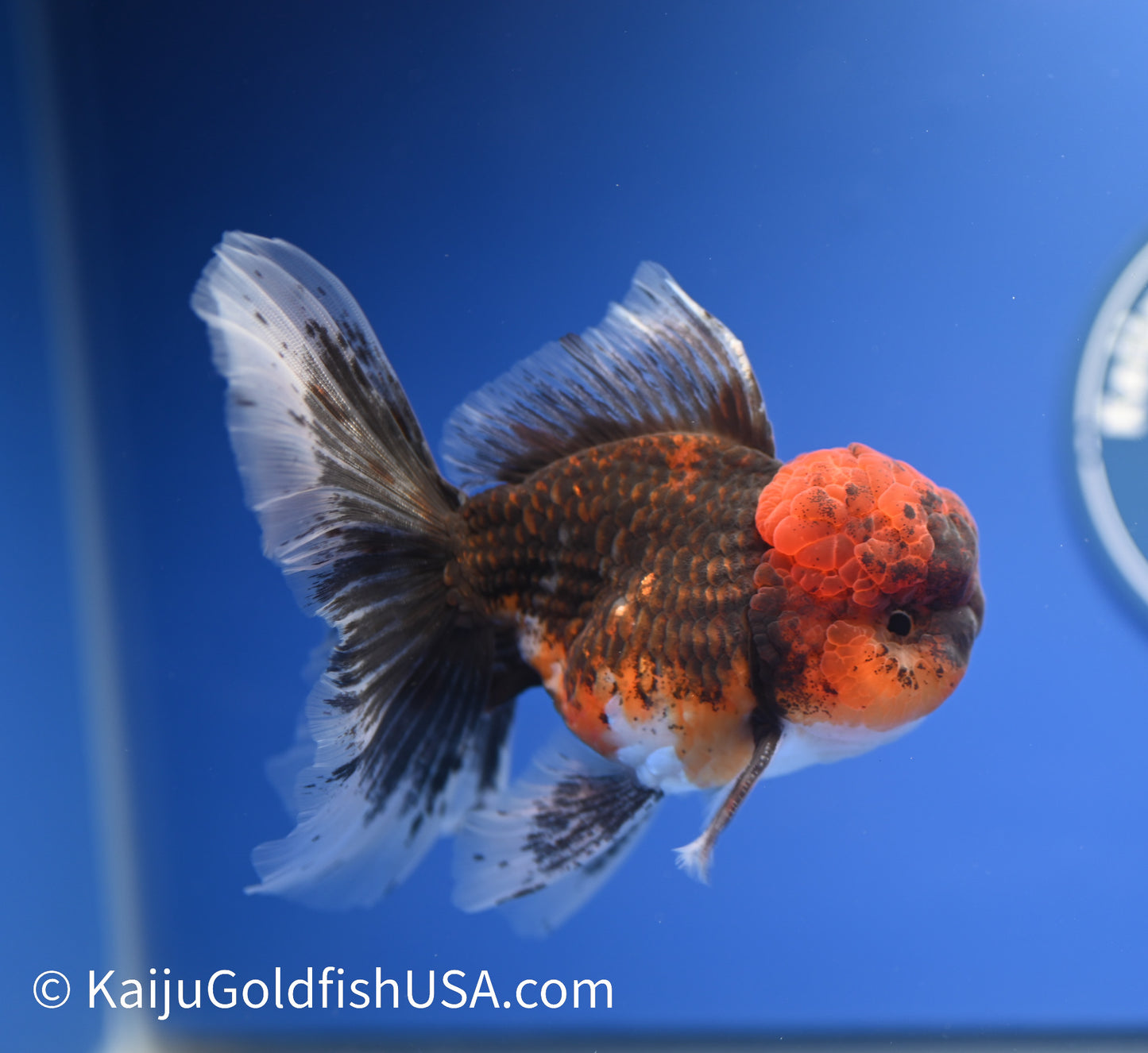 Tiger Rose Tail Oranda 4.5 - 5 inches (1229_OR01) - Kaiju Goldfish USA