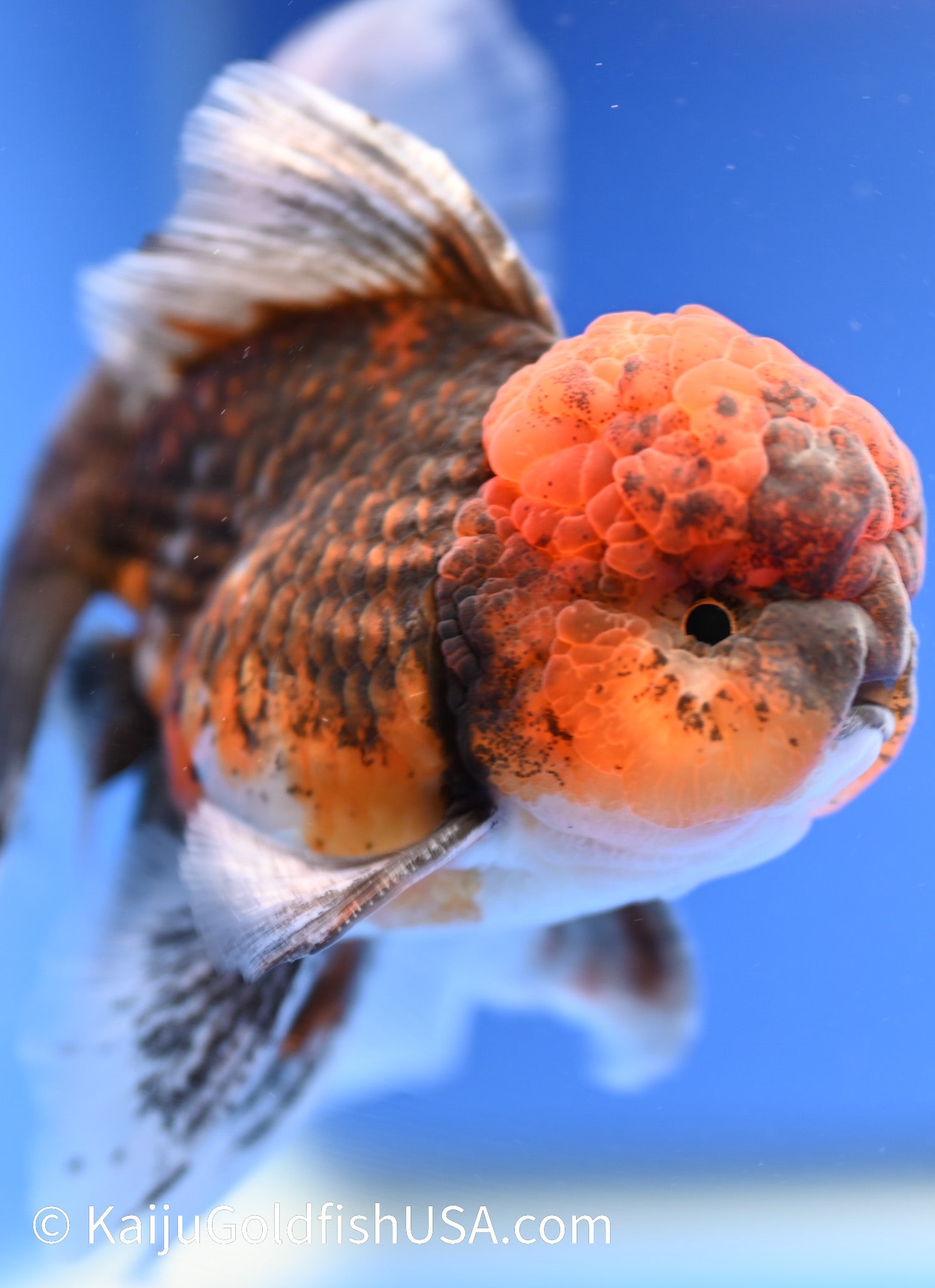 Tiger Rose Tail Oranda 4.5 - 5 inches (1229_OR01) - Kaiju Goldfish USA