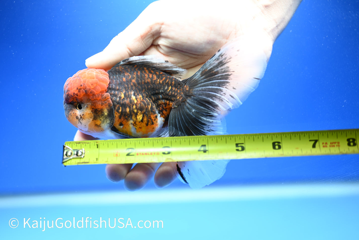 Tiger Rose Tail Oranda 4.5 - 5 inches (1229_OR01) - Kaiju Goldfish USA