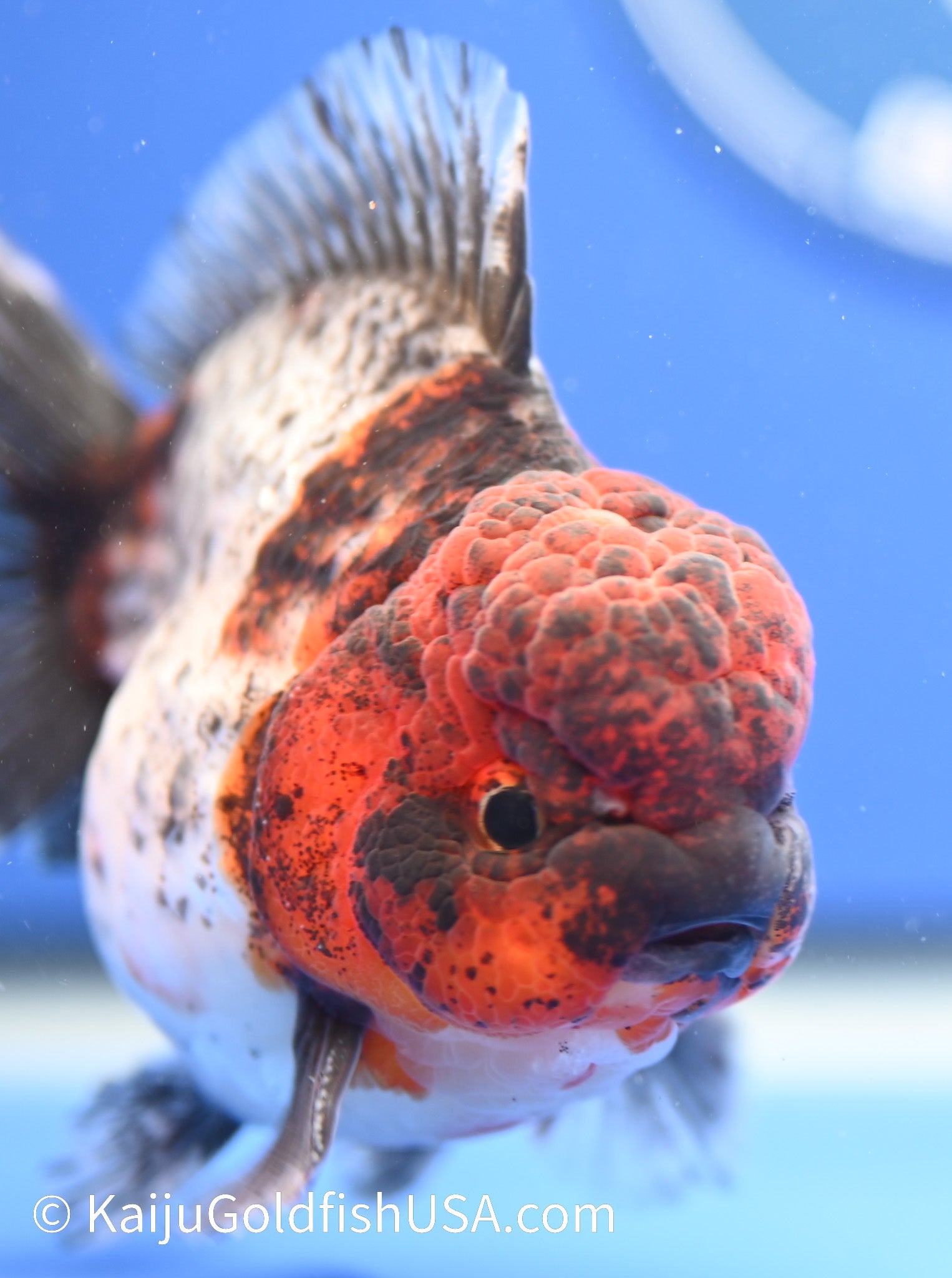 Godzilla Oranda 4 - 4.5 inches (1229_OR02) - Kaiju Goldfish USA