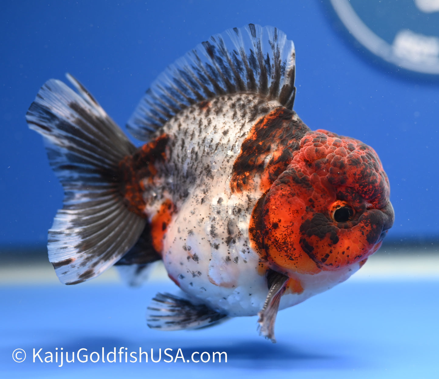 Godzilla Oranda 4 - 4.5 inches (1229_OR02) - Kaiju Goldfish USA