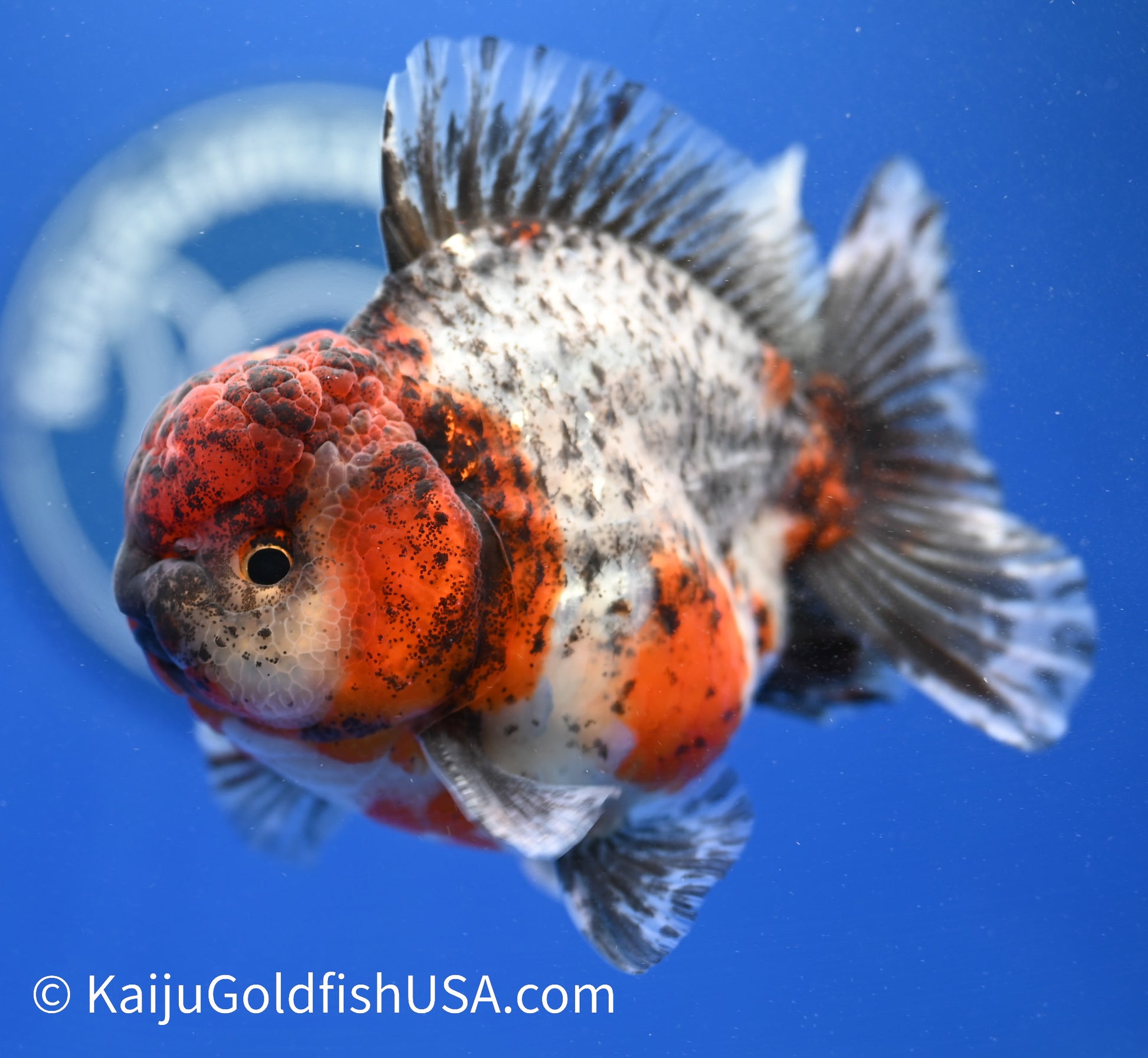 Godzilla Oranda 4 - 4.5 inches (1229_OR02) - Kaiju Goldfish USA