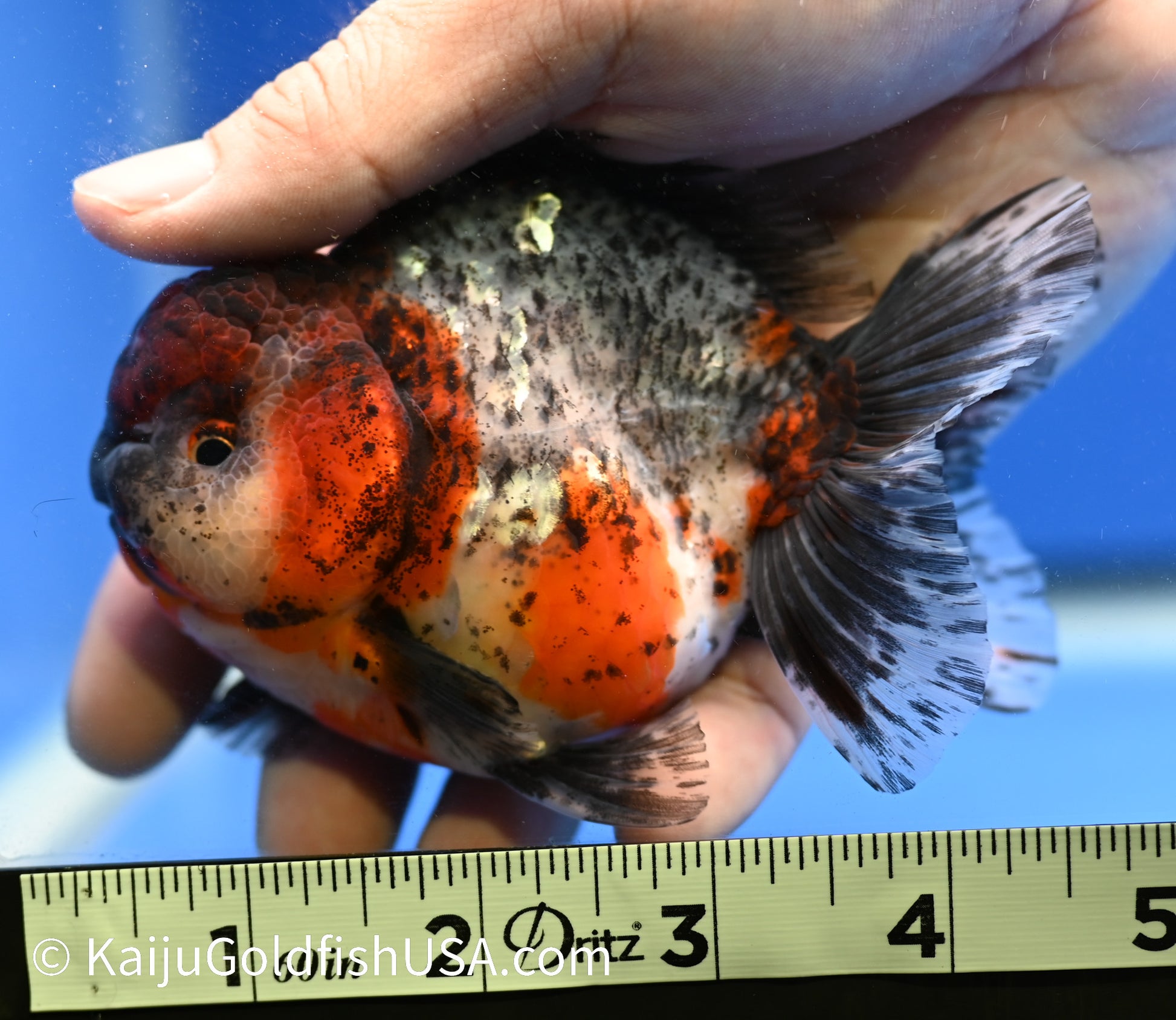 Godzilla Oranda 4 - 4.5 inches (1229_OR02) - Kaiju Goldfish USA