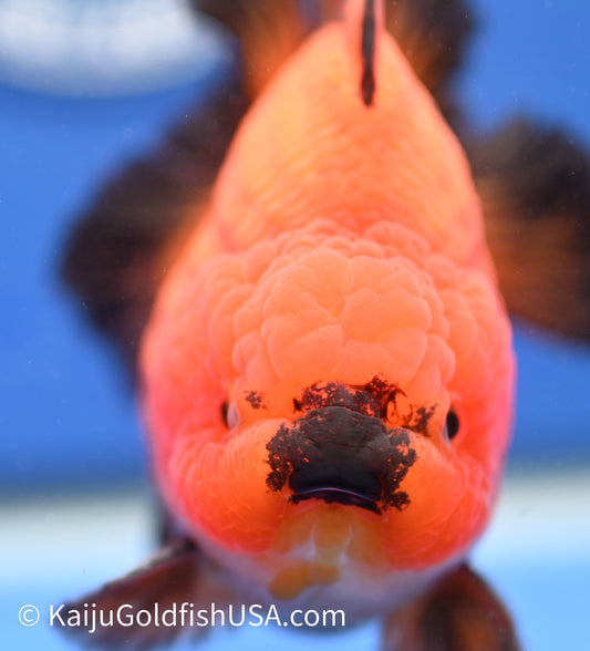 Jumbo Godzilla Apache Oranda 4 - 4.5 inches (1229_OR03) - Kaiju Goldfish USA