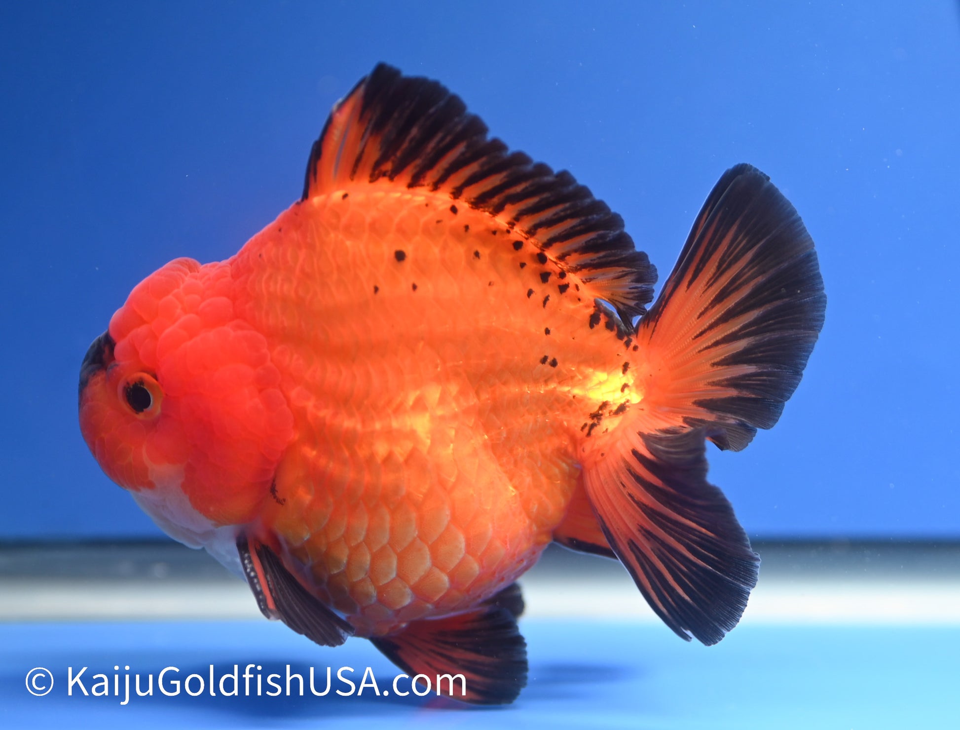 Jumbo Godzilla Apache Oranda 4 - 4.5 inches (1229_OR03) - Kaiju Goldfish USA