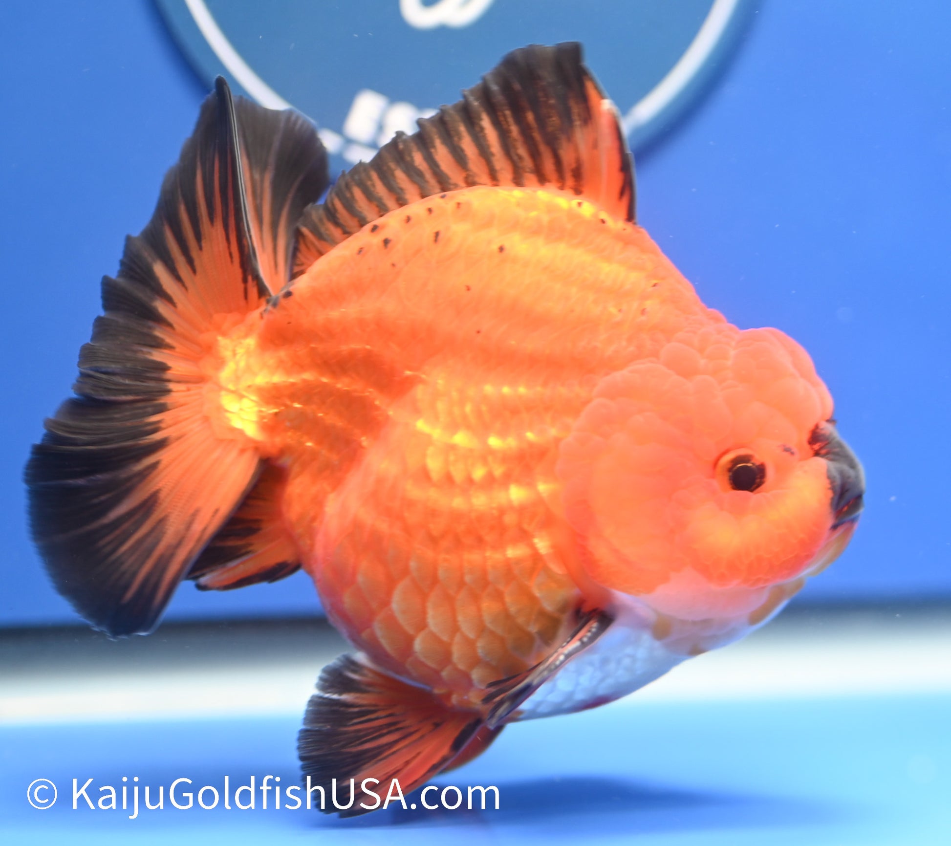 Jumbo Godzilla Apache Oranda 4 - 4.5 inches (1229_OR03) - Kaiju Goldfish USA