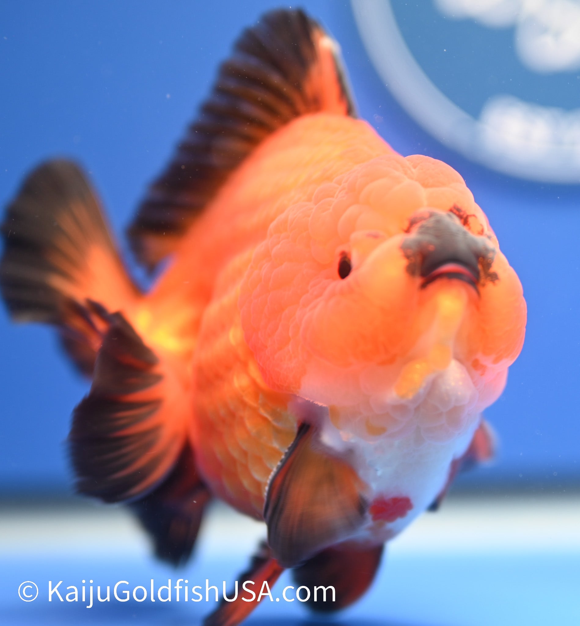 Jumbo Godzilla Apache Oranda 4 - 4.5 inches (1229_OR03) - Kaiju Goldfish USA