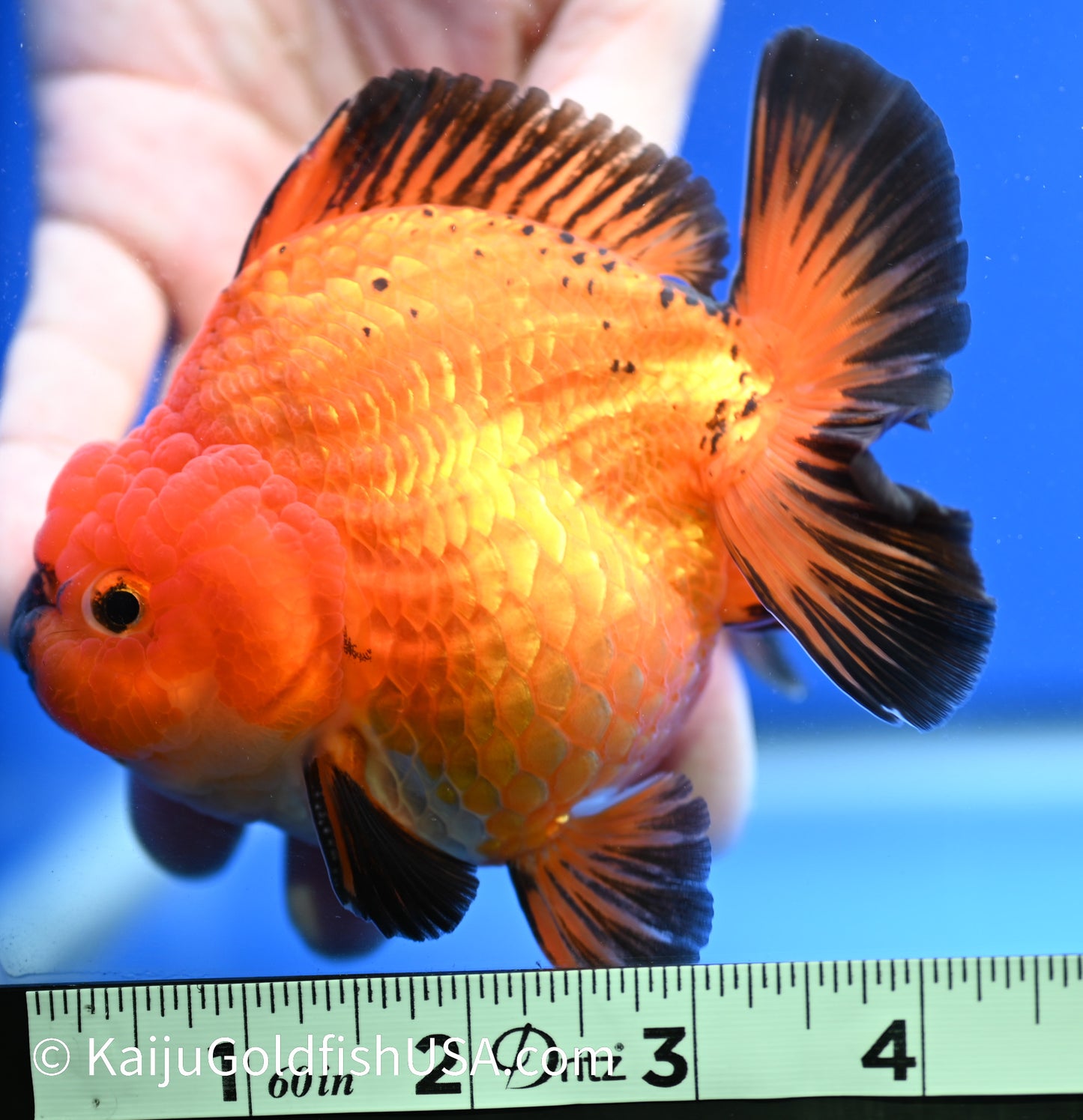 Jumbo Godzilla Apache Oranda 4 - 4.5 inches (1229_OR03) - Kaiju Goldfish USA