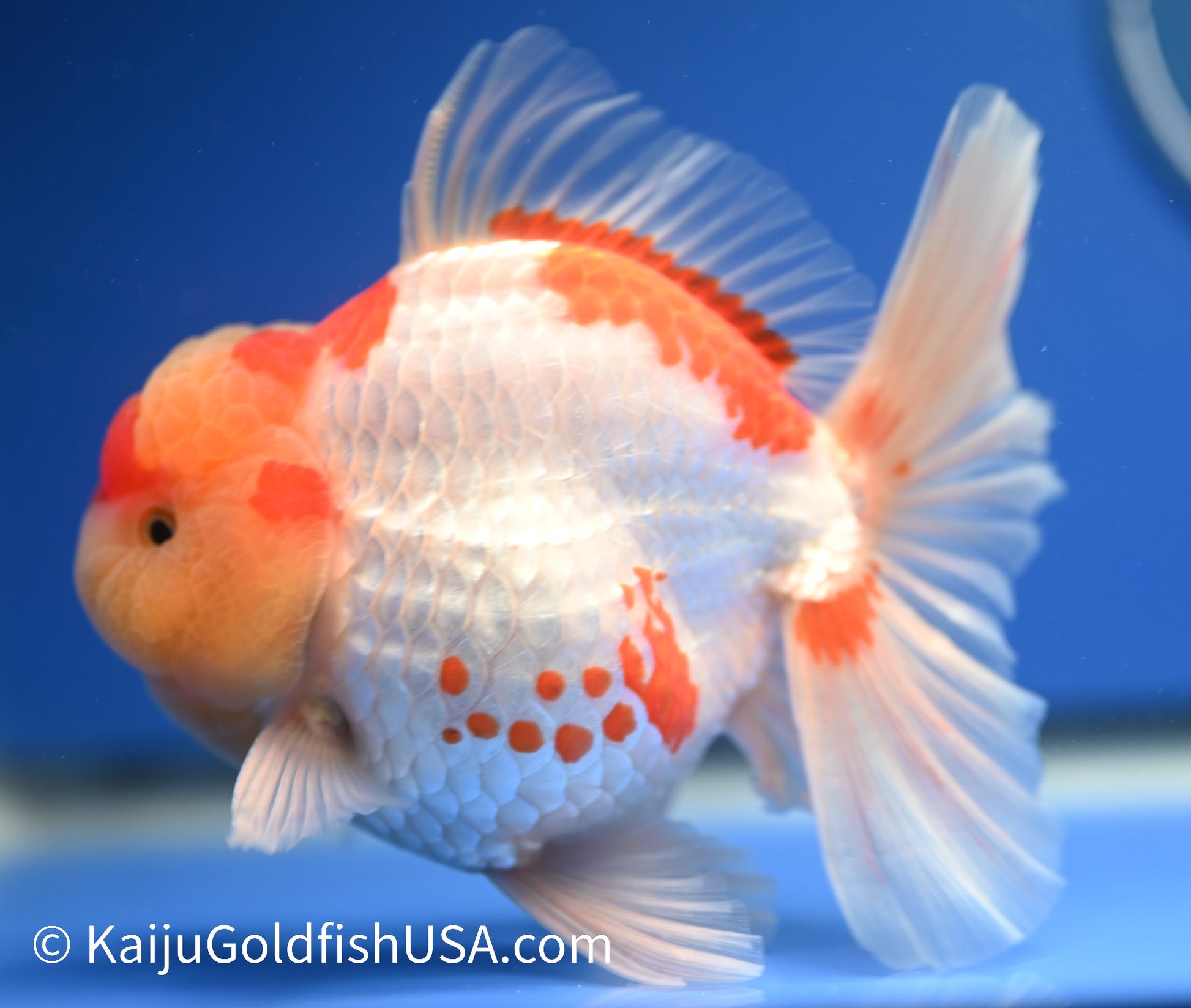 Jumbo Red White Oranda 4.5 - 5 inches (1229_OR04) - Kaiju Goldfish USA