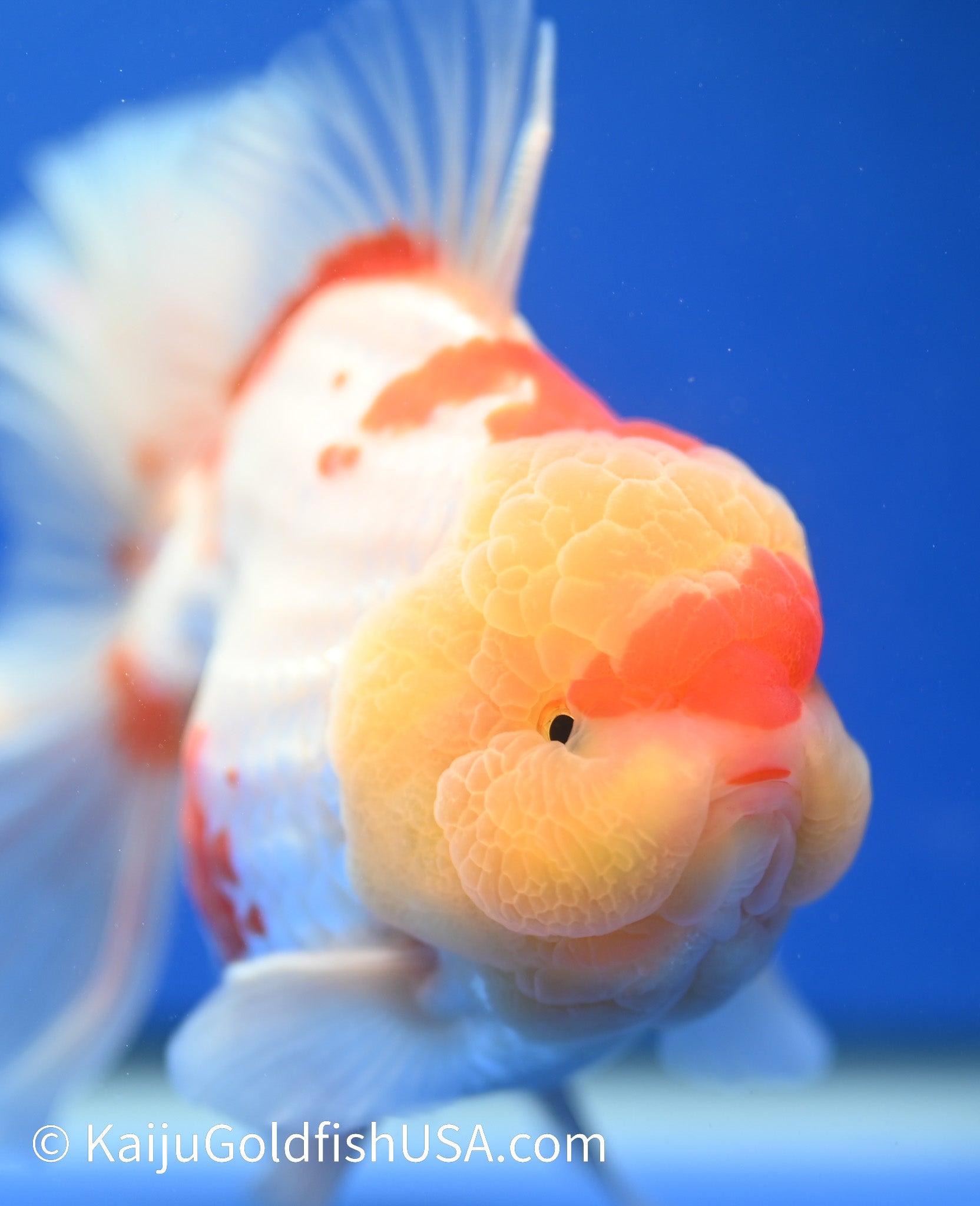 Jumbo Red White Oranda 4.5 - 5 inches (1229_OR04) - Kaiju Goldfish USA