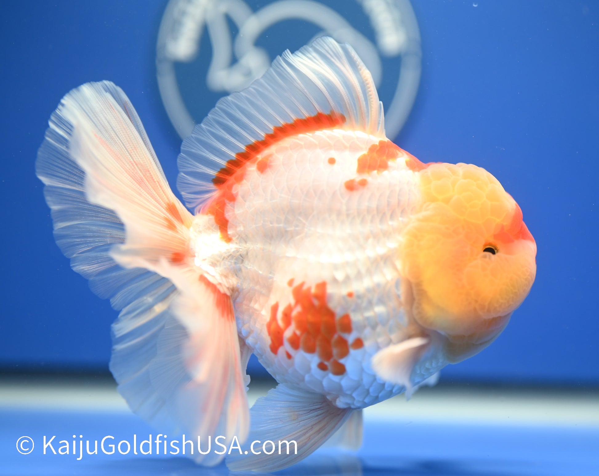 Jumbo Red White Oranda 4.5 - 5 inches (1229_OR04) - Kaiju Goldfish USA