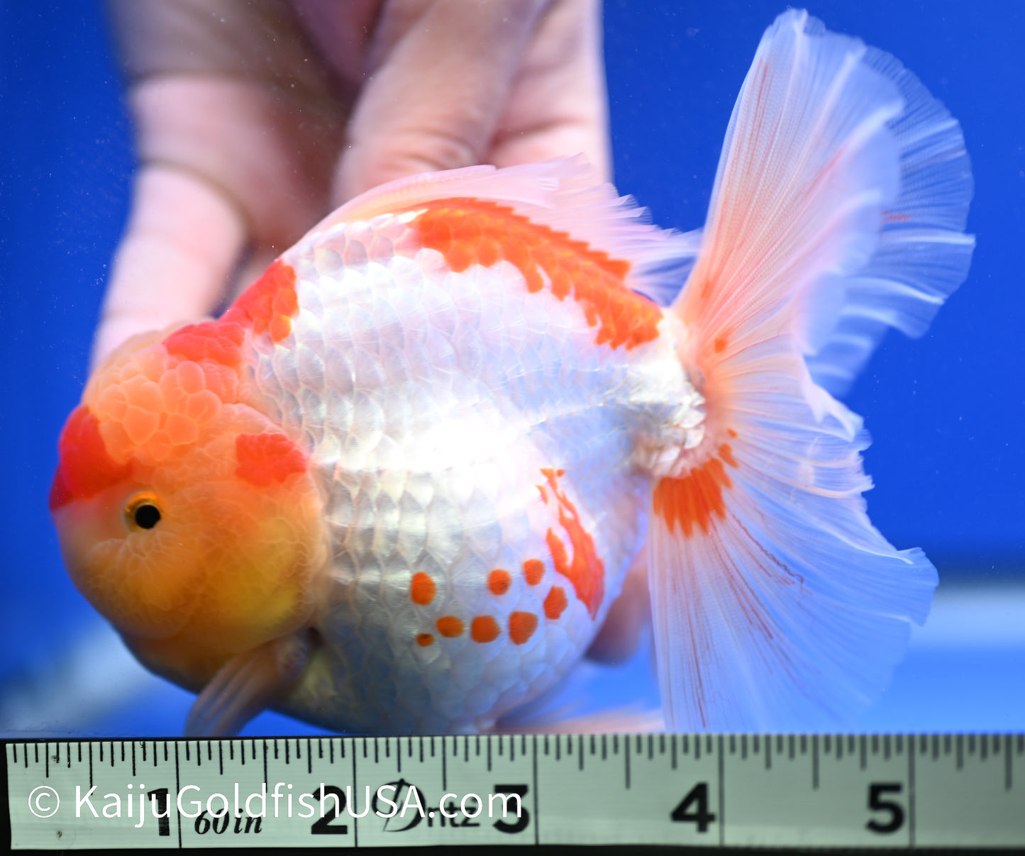 Jumbo Red White Oranda 4.5 - 5 inches (1229_OR04) - Kaiju Goldfish USA