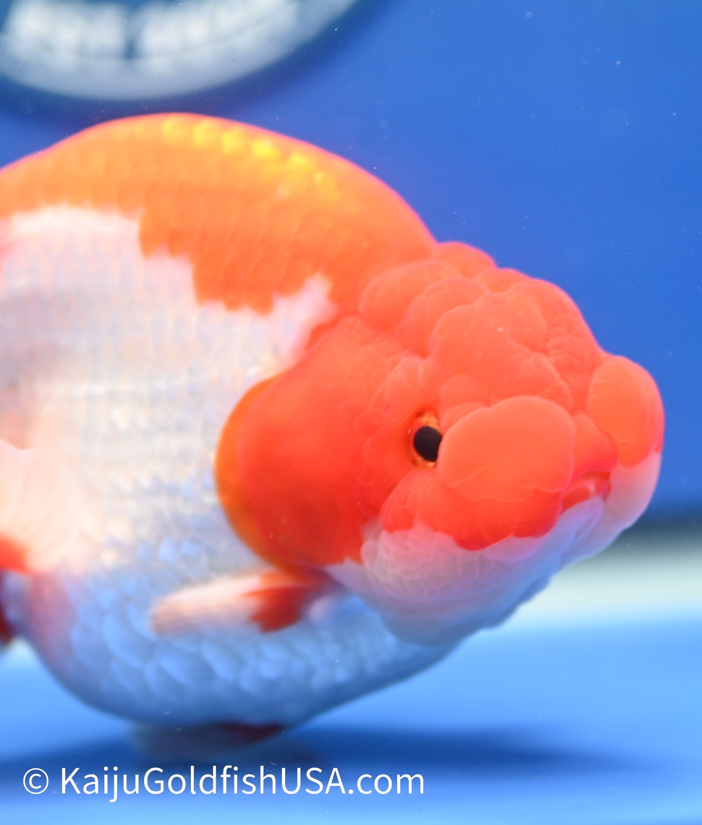 Red White Buffalo Ranchu 4.5 - 5 inches (1229_RC01) - Kaiju Goldfish USA