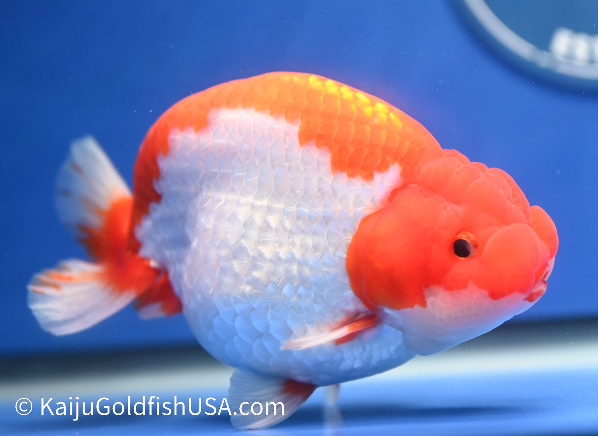 Red White Buffalo Ranchu 4.5 - 5 inches (1229_RC01) - Kaiju Goldfish USA