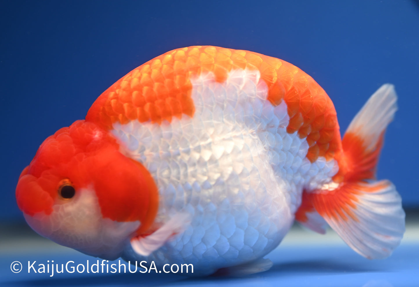 Red White Buffalo Ranchu 4.5 - 5 inches (1229_RC01) - Kaiju Goldfish USA