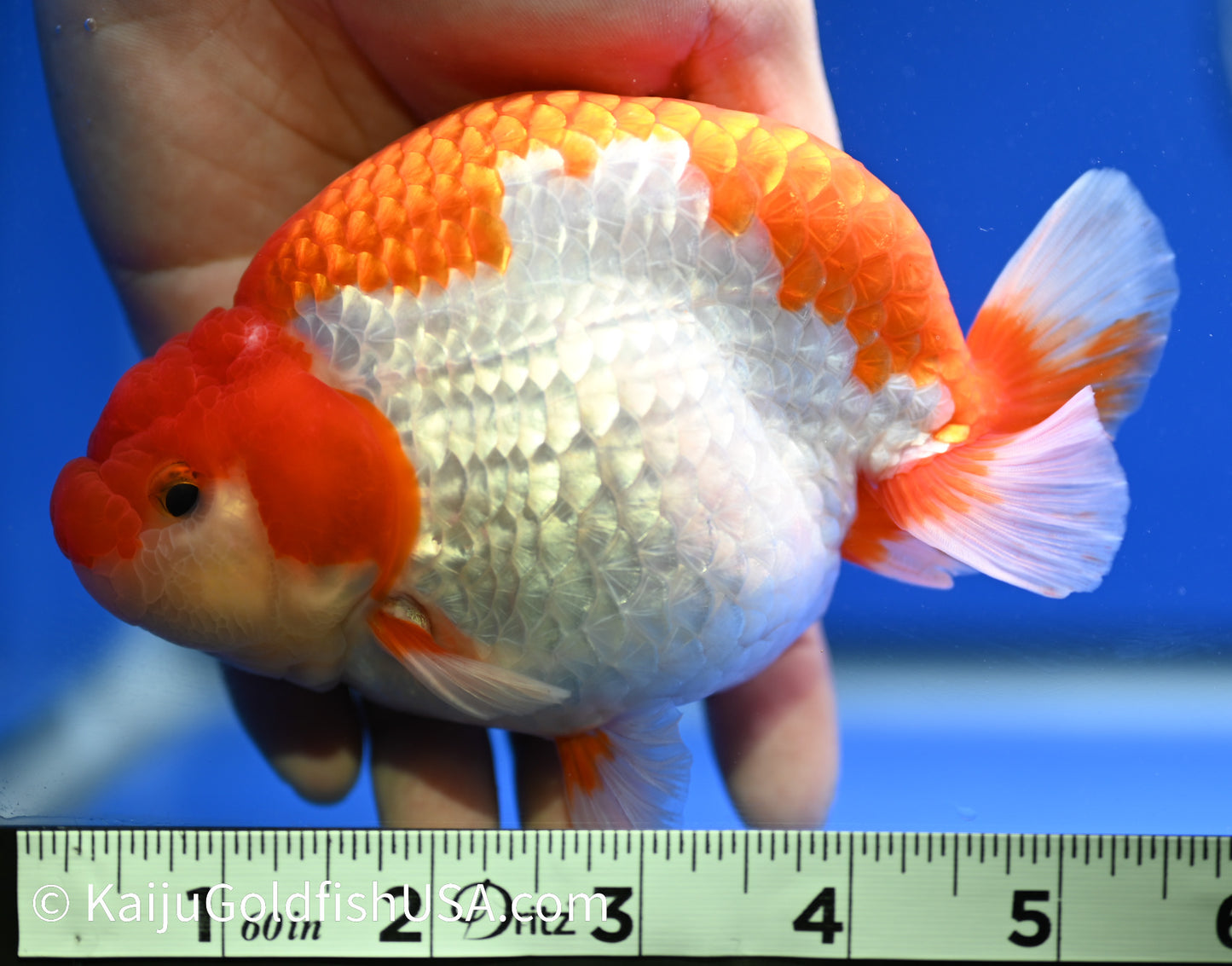 Red White Buffalo Ranchu 4.5 - 5 inches (1229_RC01) - Kaiju Goldfish USA