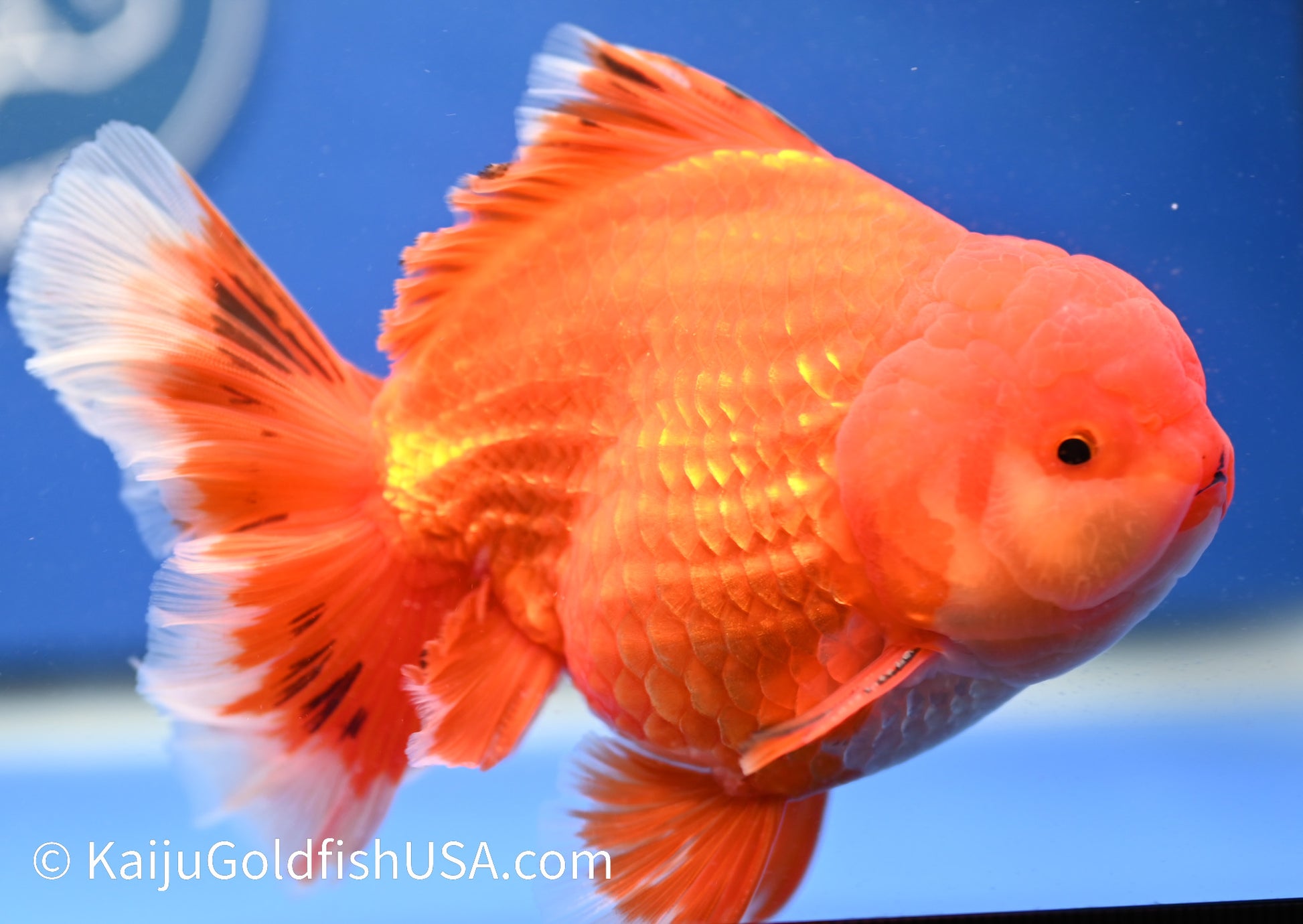 Jumbo Red White Oranda 4.5 - 5 inches (1229_OR05) - Kaiju Goldfish USA