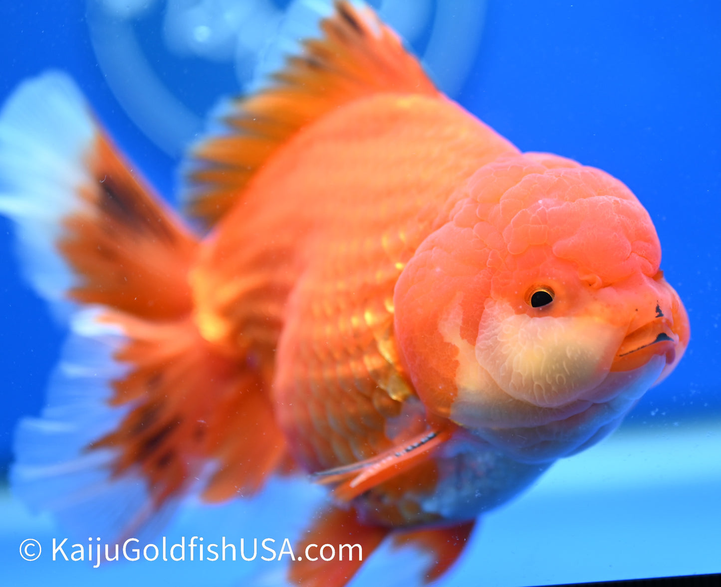 Jumbo Red White Oranda 4.5 - 5 inches (1229_OR05) - Kaiju Goldfish USA