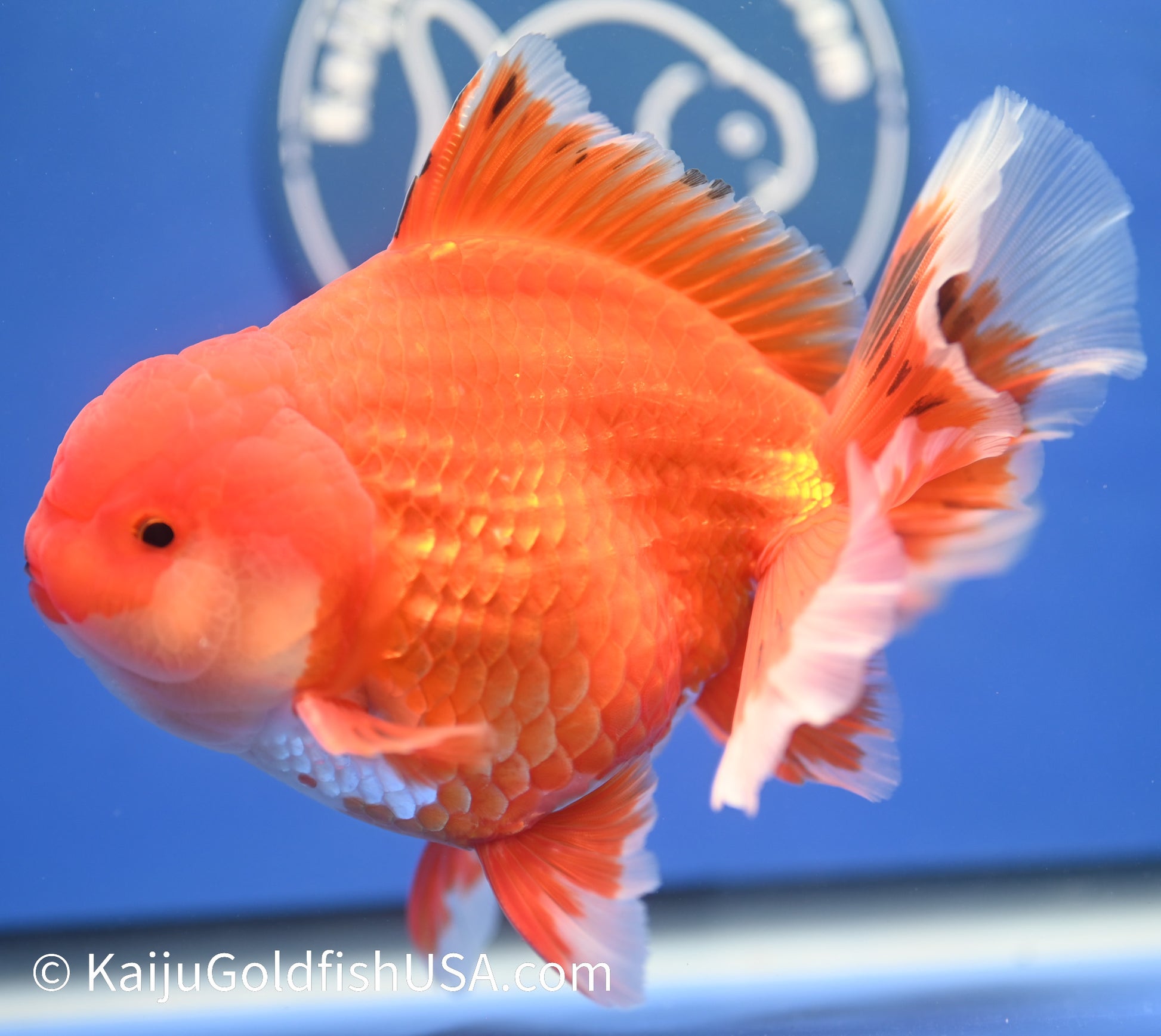 Jumbo Red White Oranda 4.5 - 5 inches (1229_OR05) - Kaiju Goldfish USA