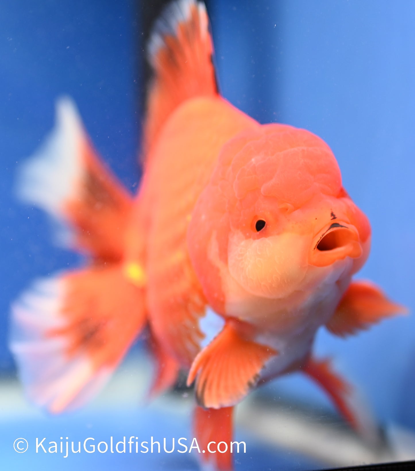 Jumbo Red White Oranda 4.5 - 5 inches (1229_OR05) - Kaiju Goldfish USA