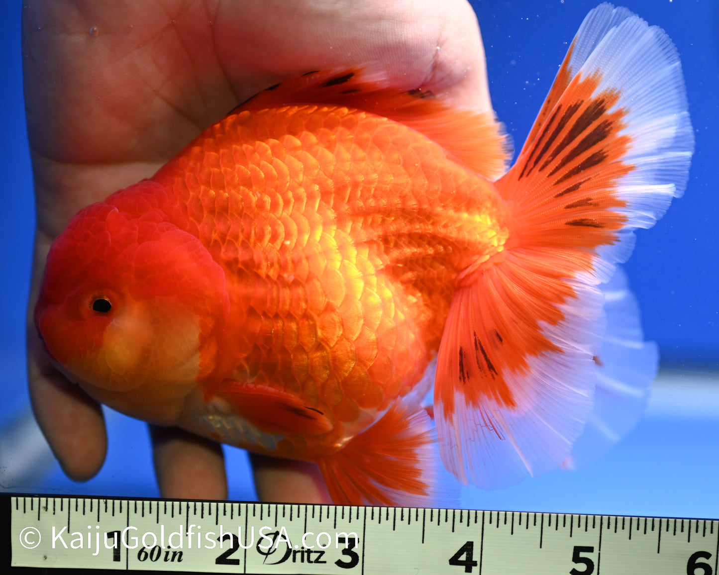 Jumbo Red White Oranda 4.5 - 5 inches (1229_OR05) - Kaiju Goldfish USA