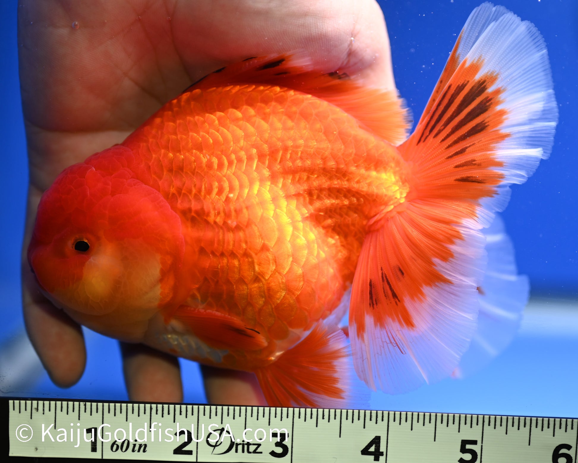 Jumbo Red White Oranda 4.5 - 5 inches (1229_OR05) - Kaiju Goldfish USA