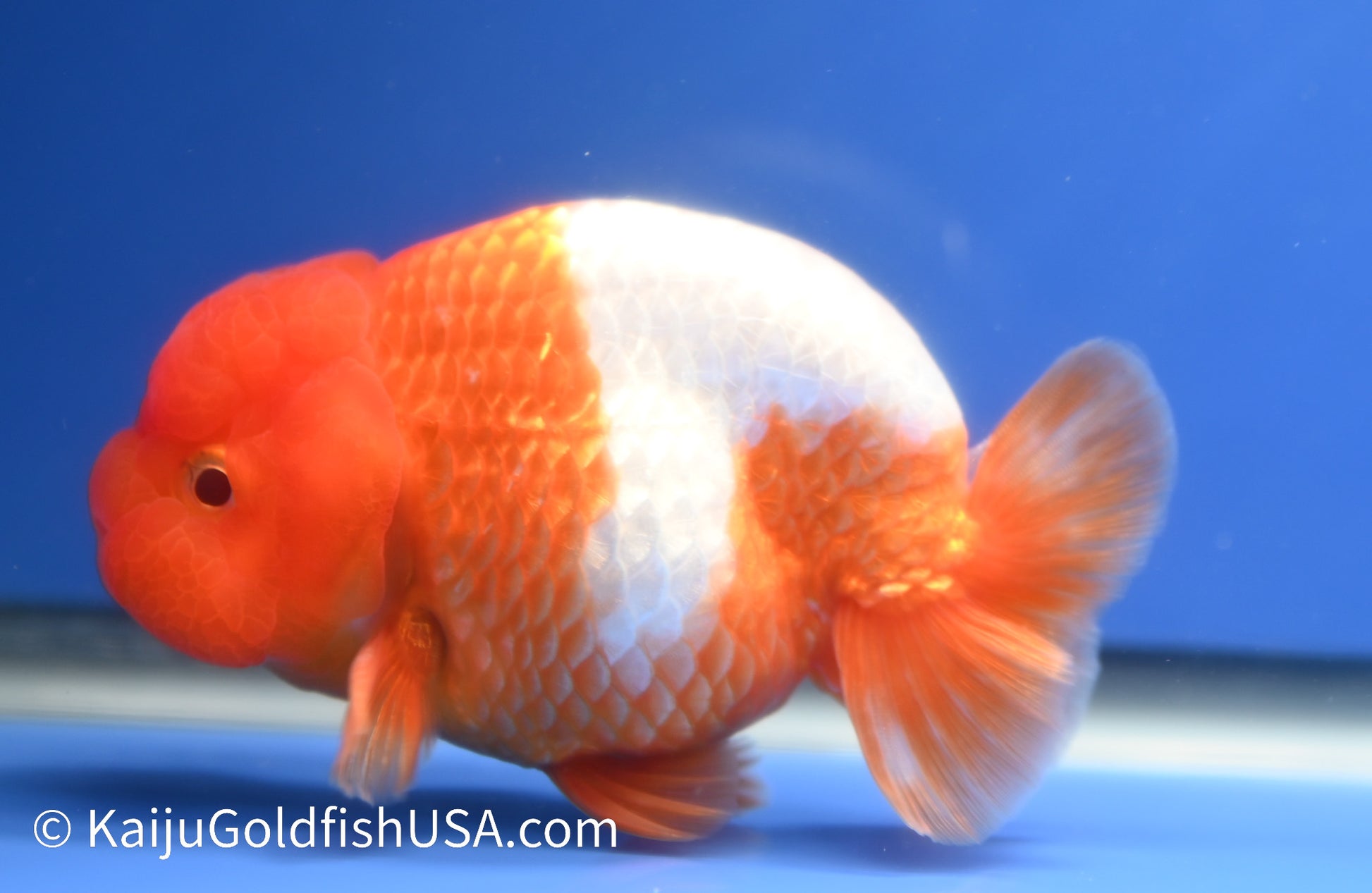 Red White Buffalo Ranchu 4 -4.5 inches (1229_RC02) - Kaiju Goldfish USA