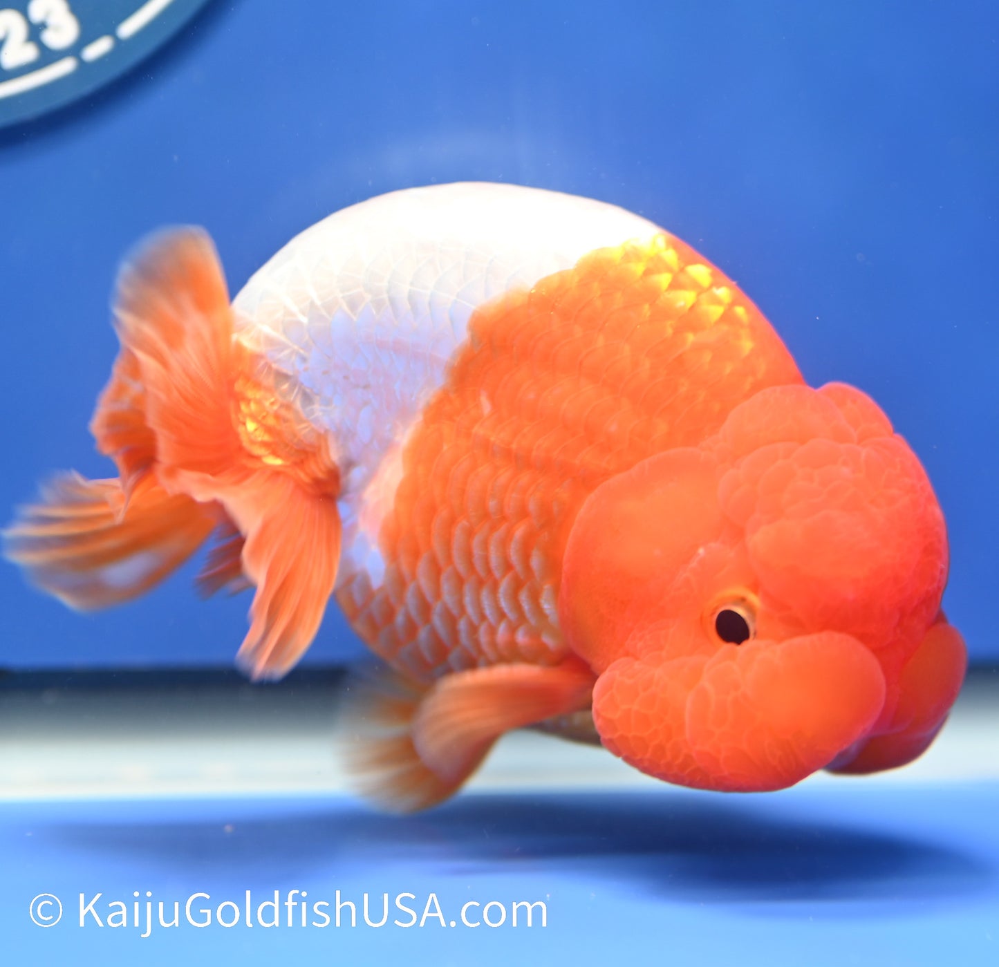 Red White Buffalo Ranchu 4 -4.5 inches (1229_RC02) - Kaiju Goldfish USA