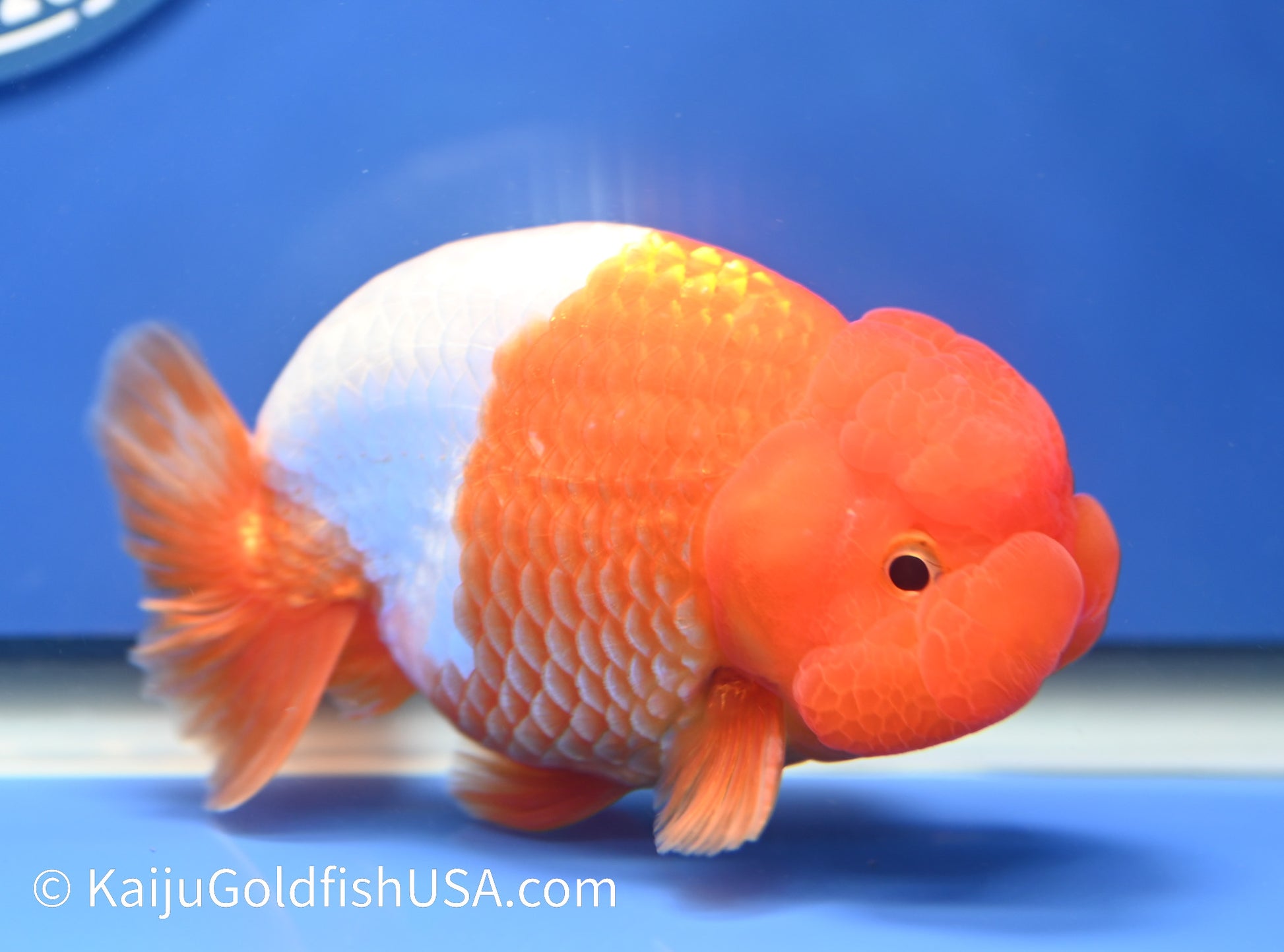 Red White Buffalo Ranchu 4 -4.5 inches (1229_RC02) - Kaiju Goldfish USA