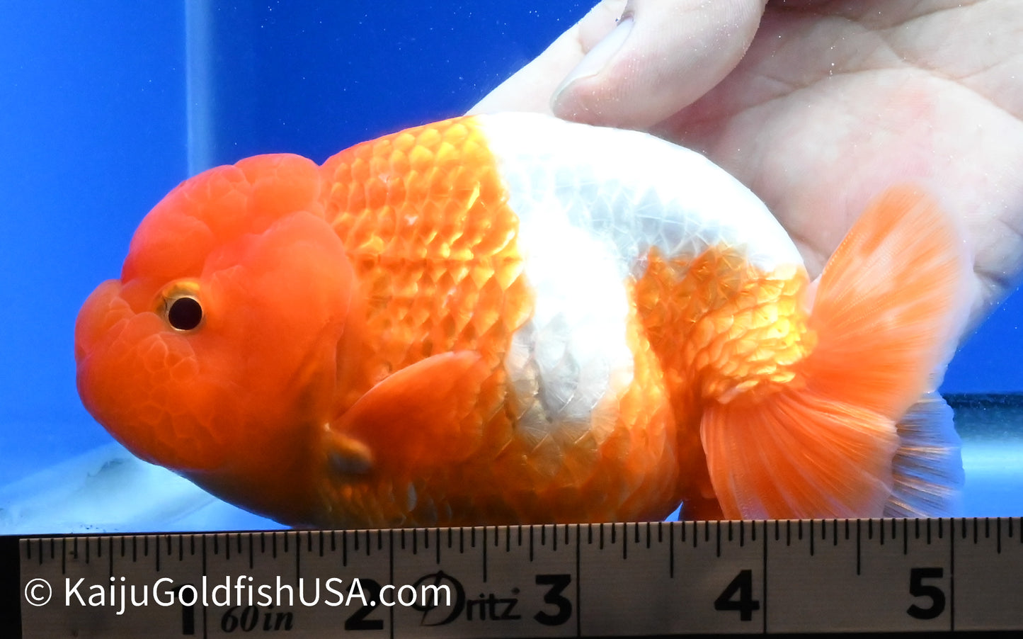 Red White Buffalo Ranchu 4 -4.5 inches (1229_RC02) - Kaiju Goldfish USA