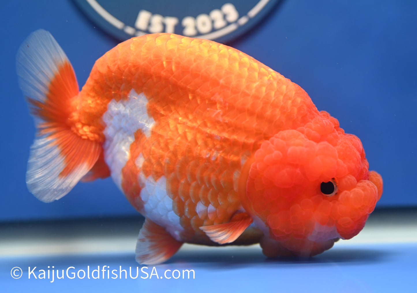 Jumbo Red White Buffalo Ranchu 5 - 5.5 inches (1229_RC03) - Kaiju Goldfish USA