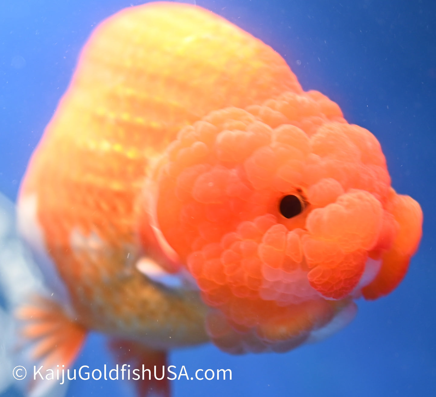 Jumbo Red White Buffalo Ranchu 5 - 5.5 inches (1229_RC03) - Kaiju Goldfish USA